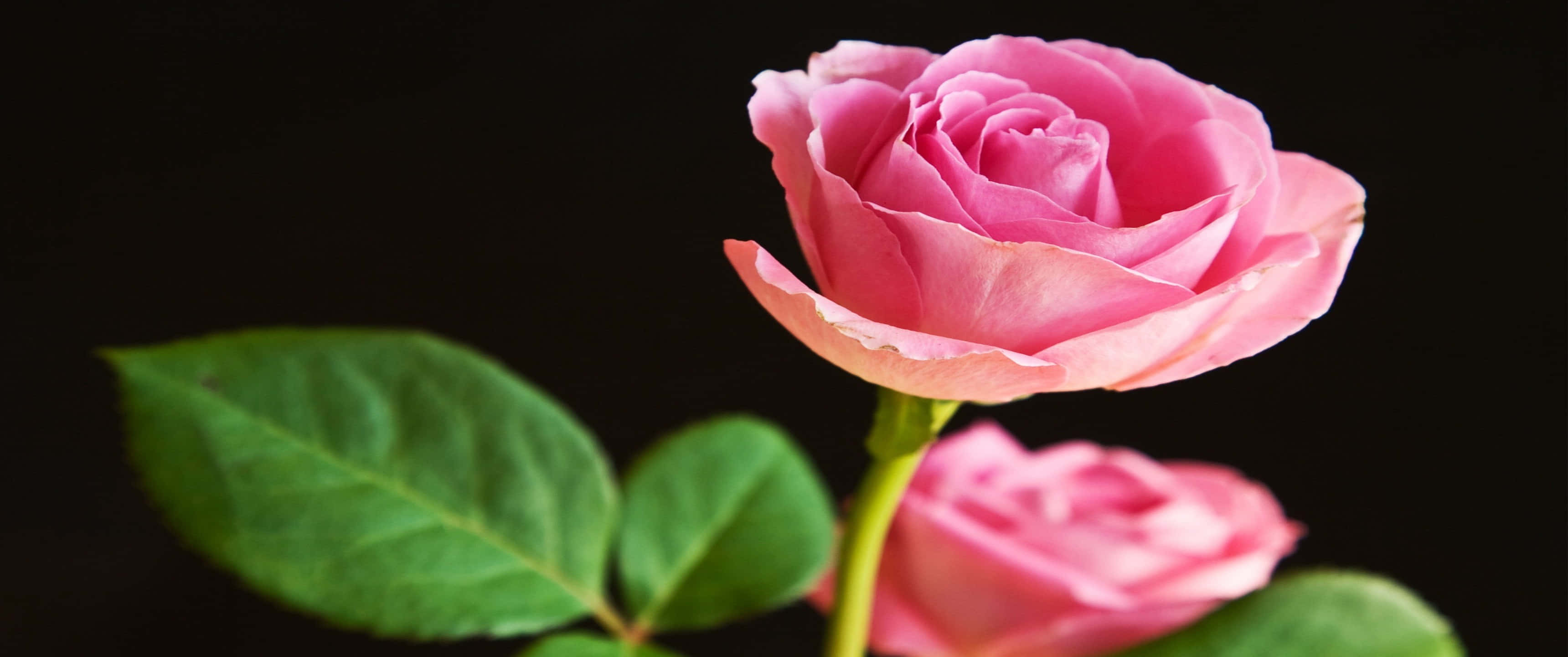 3440x1440p Roses 桌布 壁紙 — 一朵嬌嫩的粉紅玫瑰在漆黑的背景上綻放，襯以翠綠的葉子。