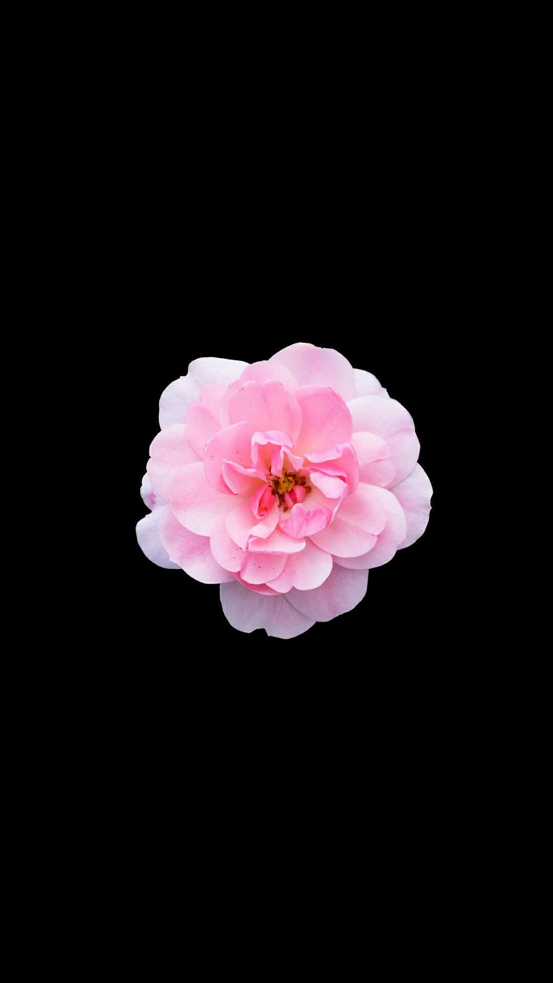 Pink Roses 桌布 壁紙 — 一朵嬌嫩的粉紅玫瑰在純黑背景上盛開，花瓣層層疊疊，散發柔和光芒。