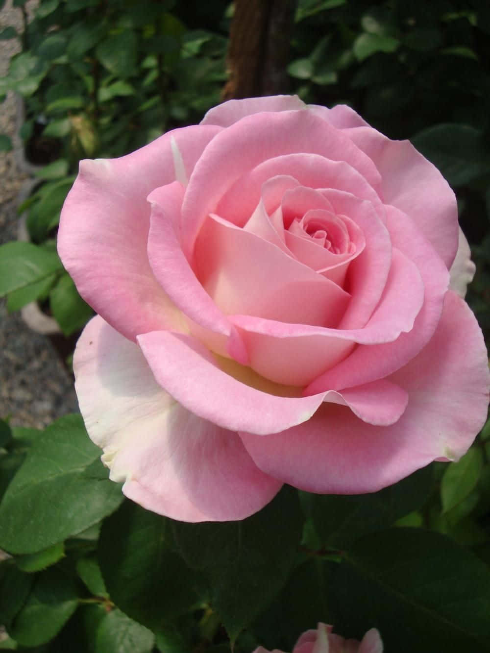 Single Rose 桌布 壁紙 — 一朵嬌嫩的粉紅玫瑰在自然光下，以茂盛的綠葉為背景，柔和地綻放。