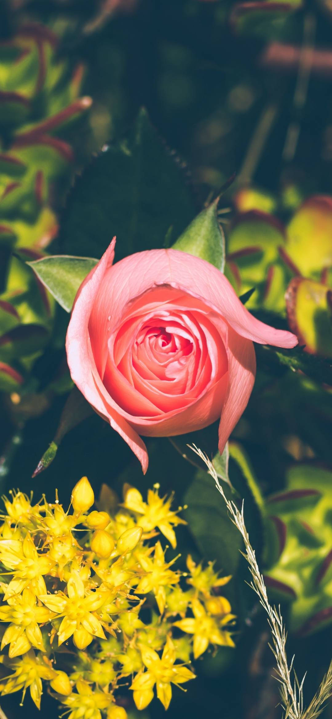 Rose Flower 桌布 壁紙 — 一朵嬌嫩的粉紅玫瑰在茂密的綠葉和鮮豔的黃花中綻放，沐浴在柔和自然光下。