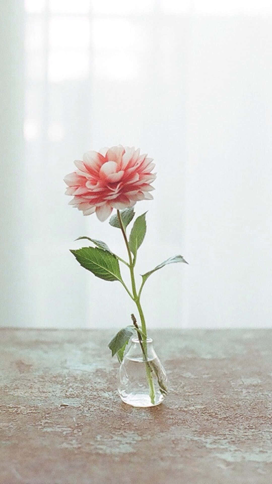 花 iPhone 桌布 壁紙 — 一朵嬌嫩的粉紅色大麗花在明亮窗邊的舊木桌上，優雅地綻放在透明玻璃花瓶中。