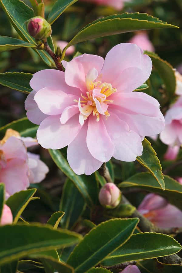 Camellia Sasanqua 桌布 壁紙 — 一朵嬌嫩的粉紅色山茶花在茂密的綠葉中盛開，柔和陽光突顯其層層疊疊的花瓣。