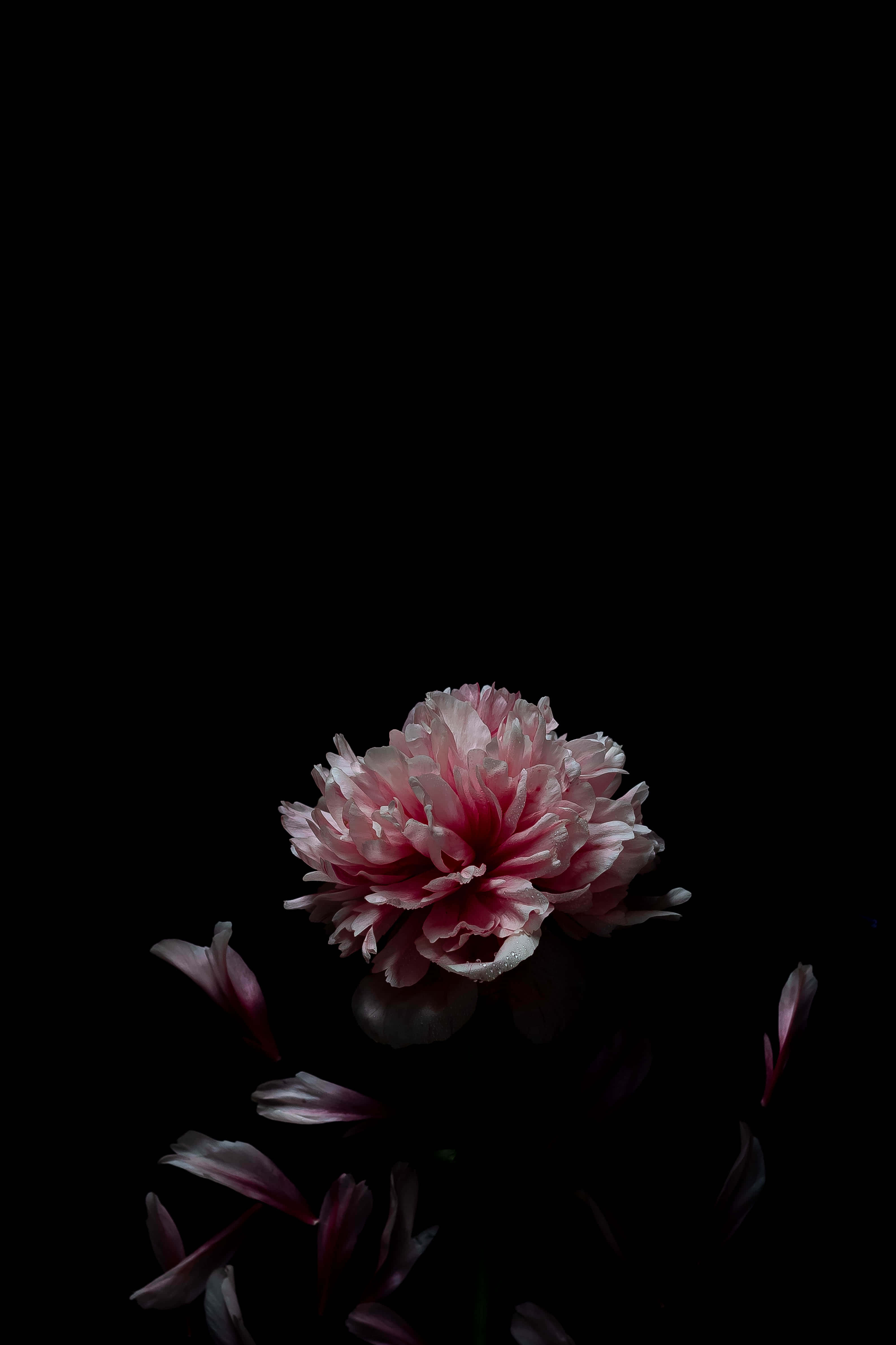 Flowers Aesthetic 桌布 壁紙 — 一朵嬌嫩的粉紅色牡丹在純黑色背景上綻放，周圍散落著飄浮的花瓣。