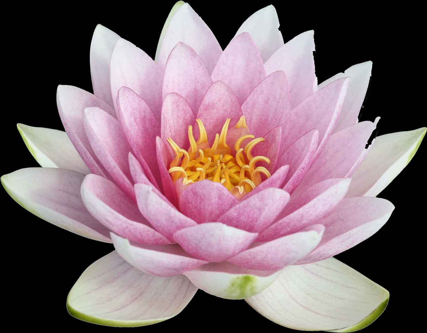 lotus 桌布 壁紙 — 一朵嬌嫩的粉紅色睡蓮，帶有黃色雄蕊，在純黑色背景下盛開。