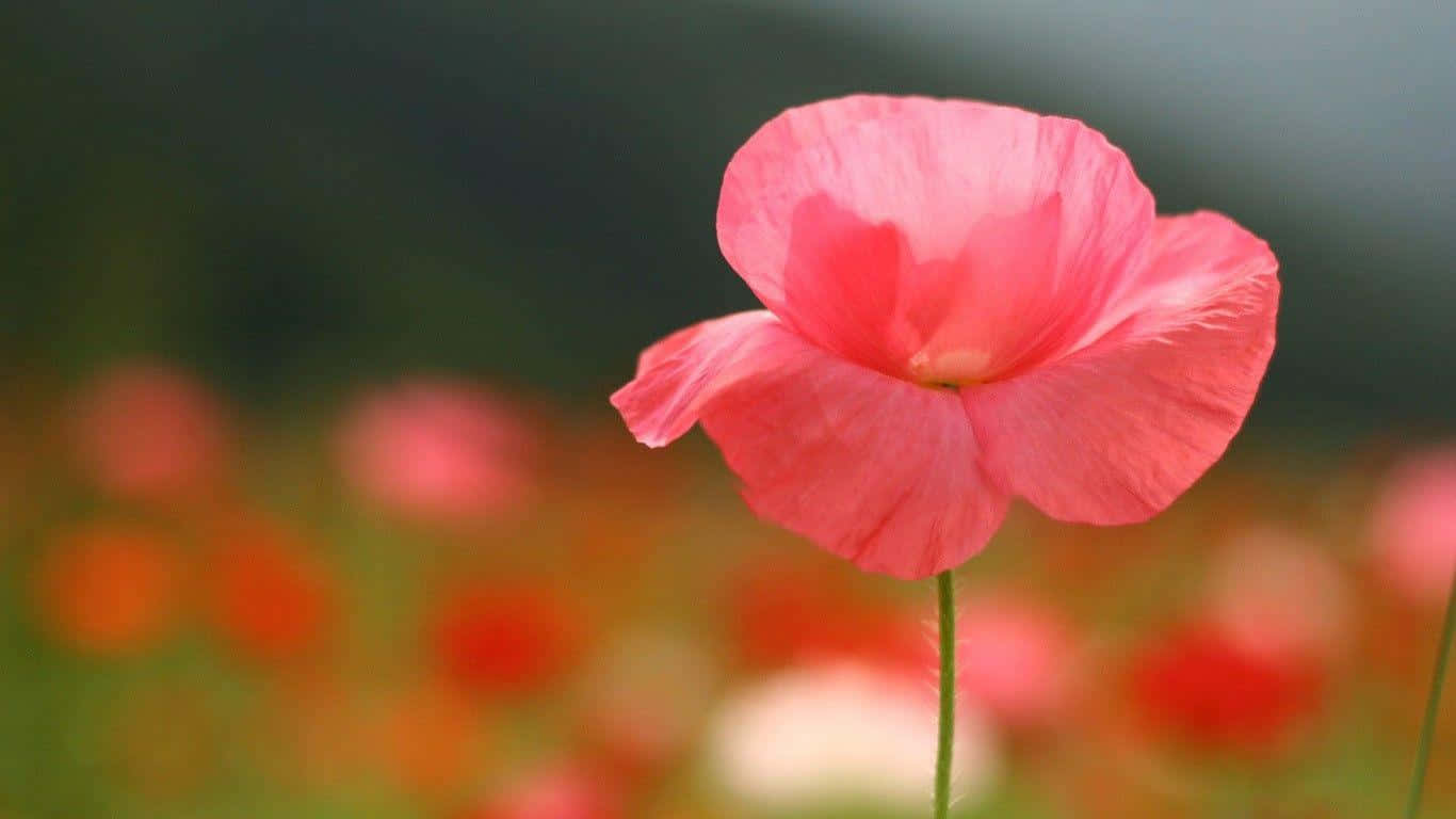 Poppy 桌布 壁紙 — 一朵嬌嫩的粉紅色罌粟花在柔和焦點中綻放，背景是模糊的暖紅色和綠色調田野。