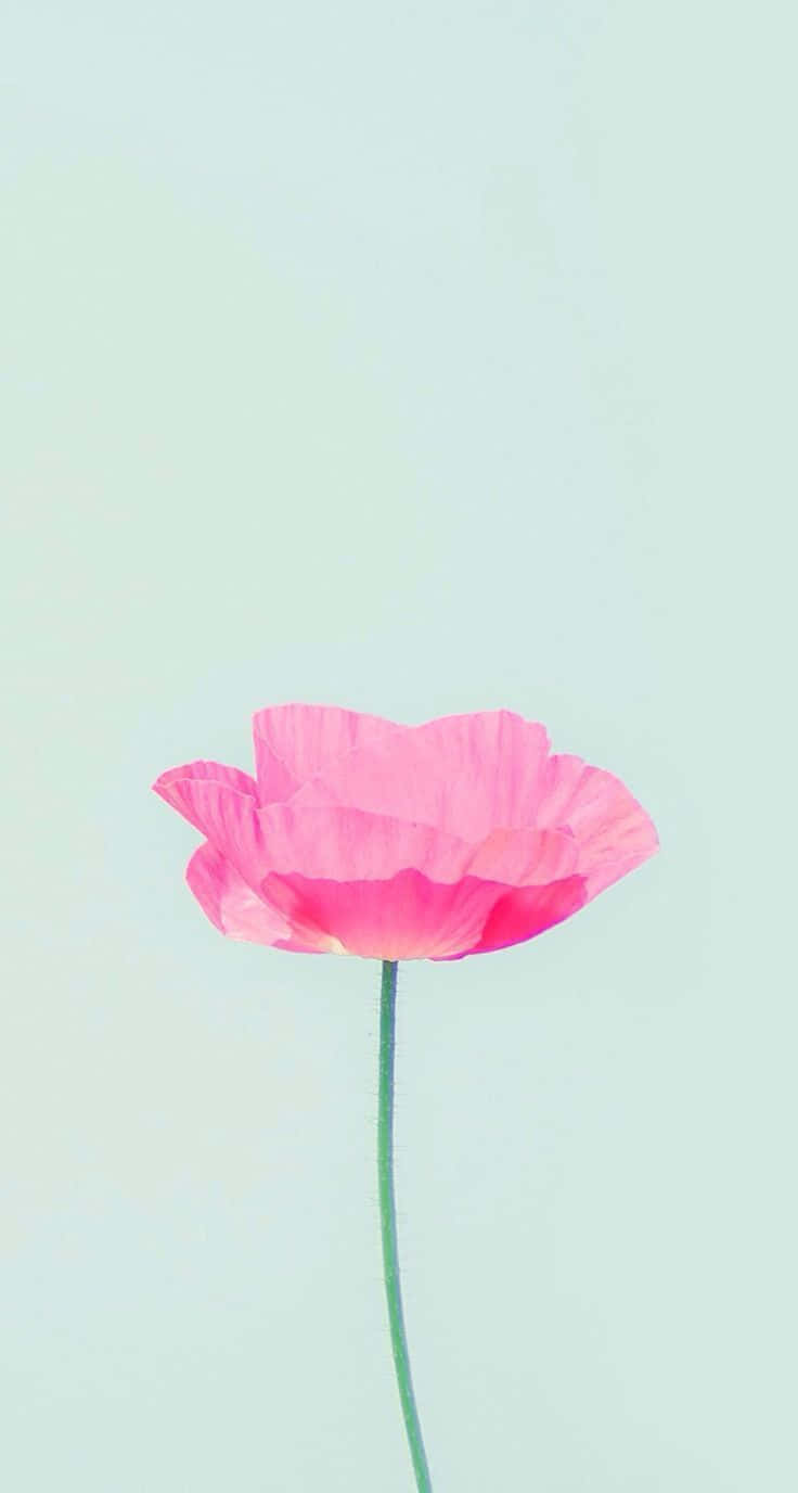 iPhone Simple Cute 桌布 壁紙 — 一朵嬌嫩的粉紅色罌粟花在柔和的薄荷綠色背景上綻放，光線柔和。