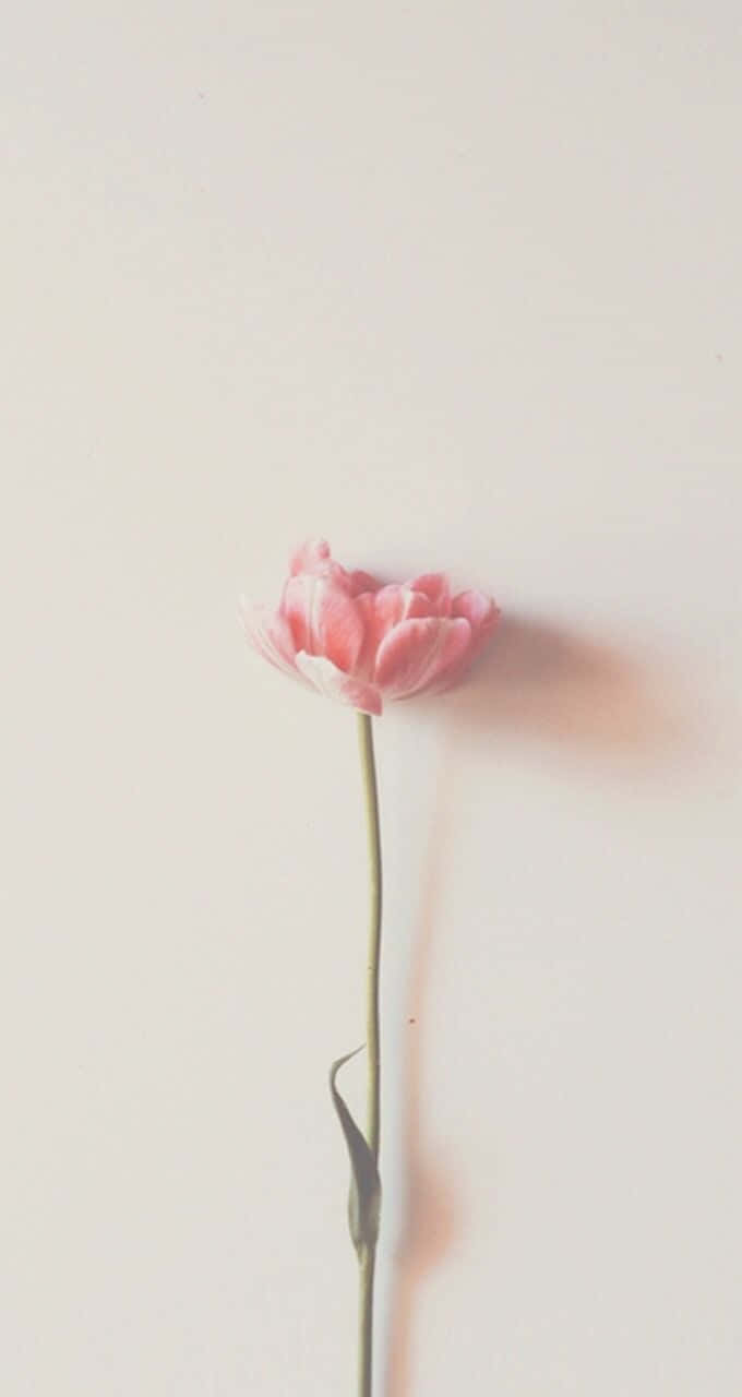 Minimalist Flower Computer 桌布 壁紙 — 一朵嬌嫩的粉紅色鬱金香高高聳立在柔和的中性背景上，投下溫柔的陰影。