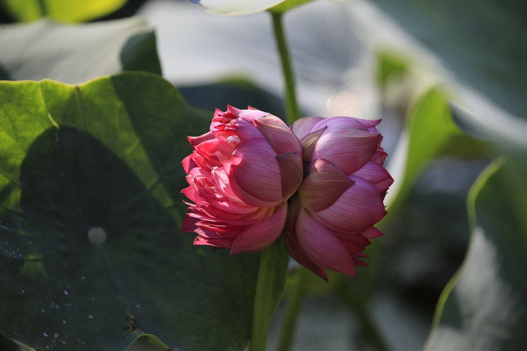 lotus 桌布 壁紙 — 一朵嬌嫩的粉紅蓮花蕾在茂盛的綠色睡蓮葉間，於柔和日光下綻放。