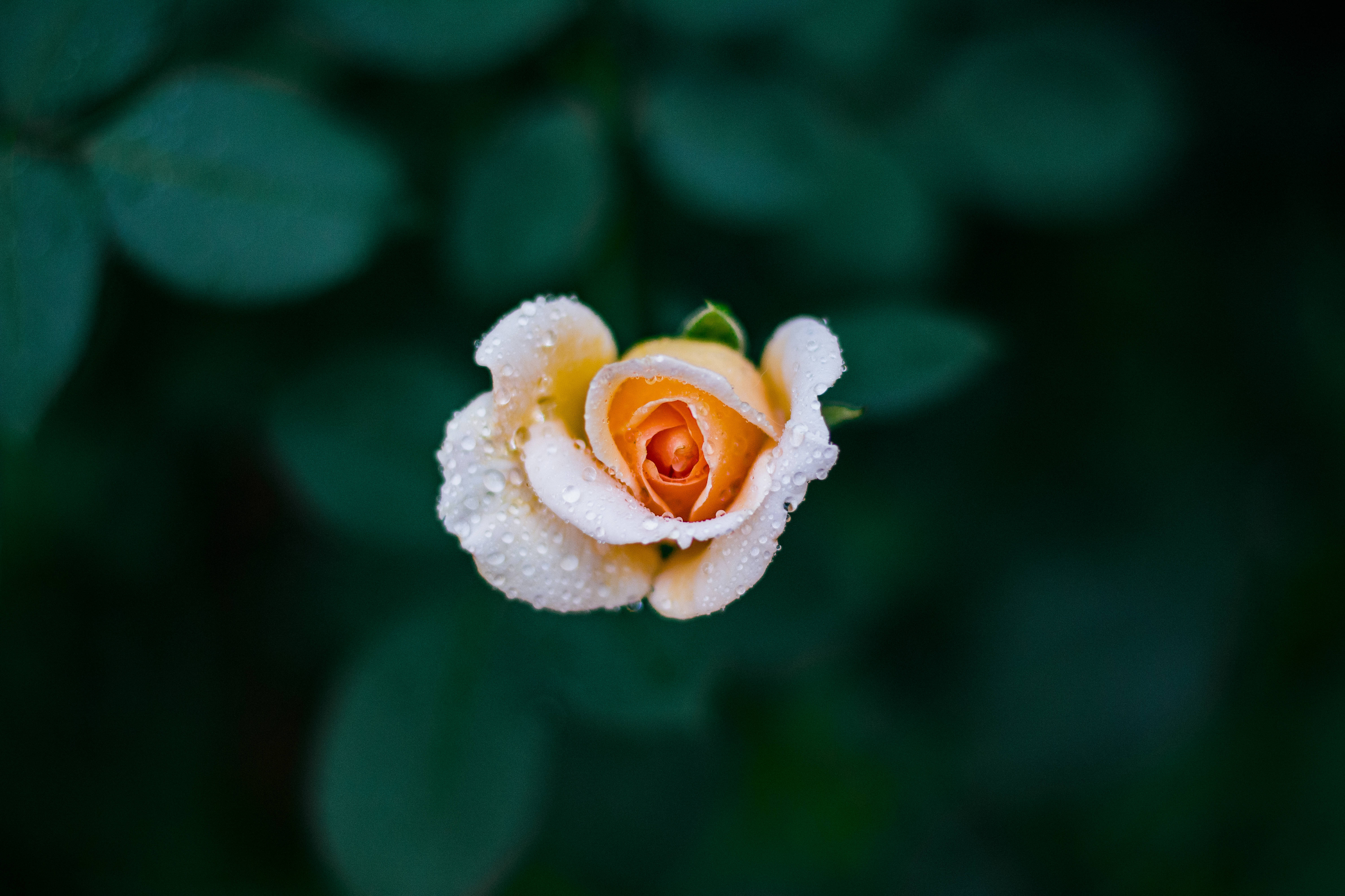 玫瑰花 桌布 壁紙 — 一朵嬌嫩的黃色玫瑰花蕾在柔和模糊的綠色樹葉背景下閃爍著露珠。
