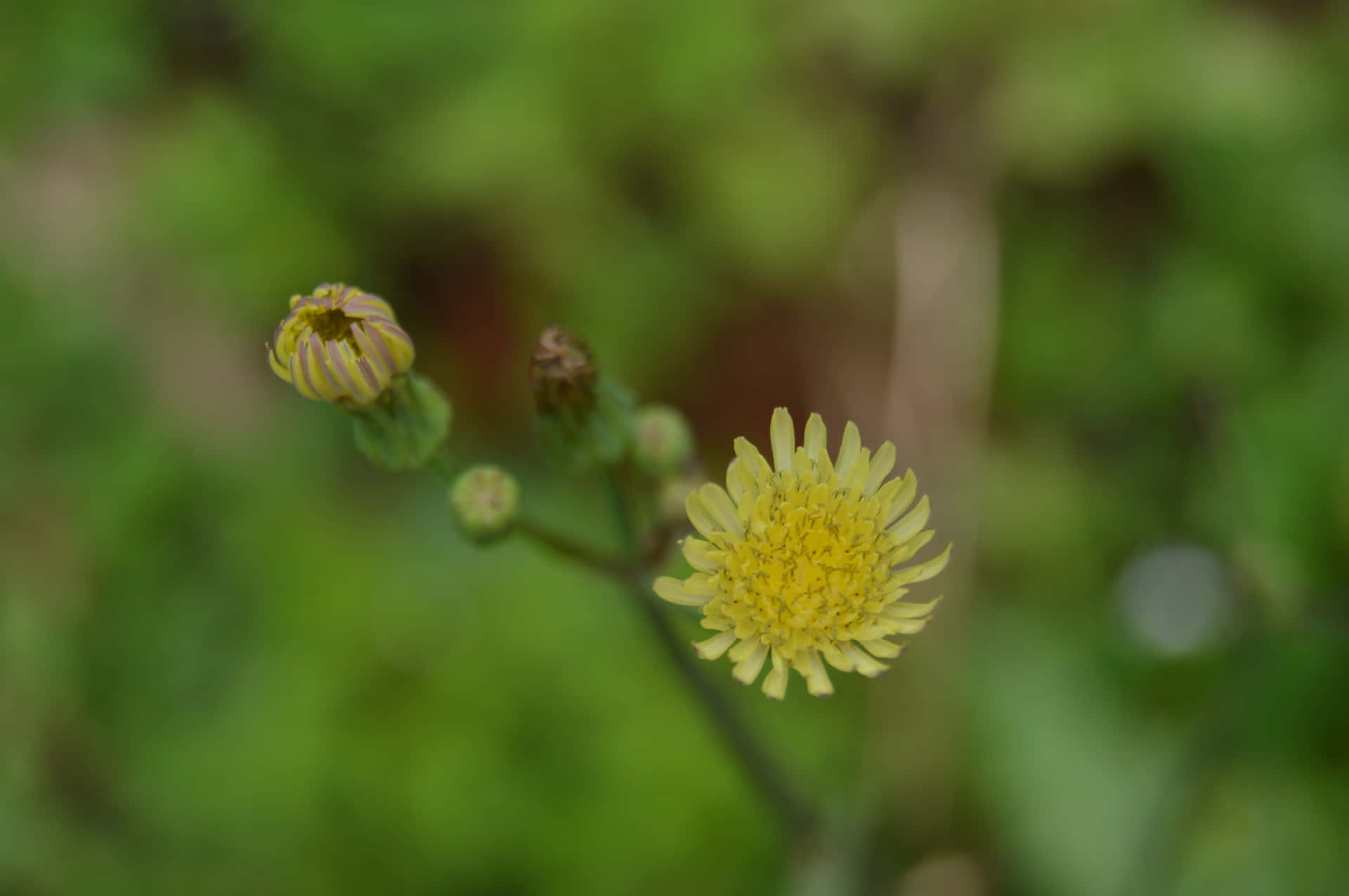 Little Flower in the Morning 壁紙 — 一朵嬌嫩的黃色花朵在柔和焦點中綻放，背景是鬱鬱蔥蔥的綠色，附近有萌芽的莖。
