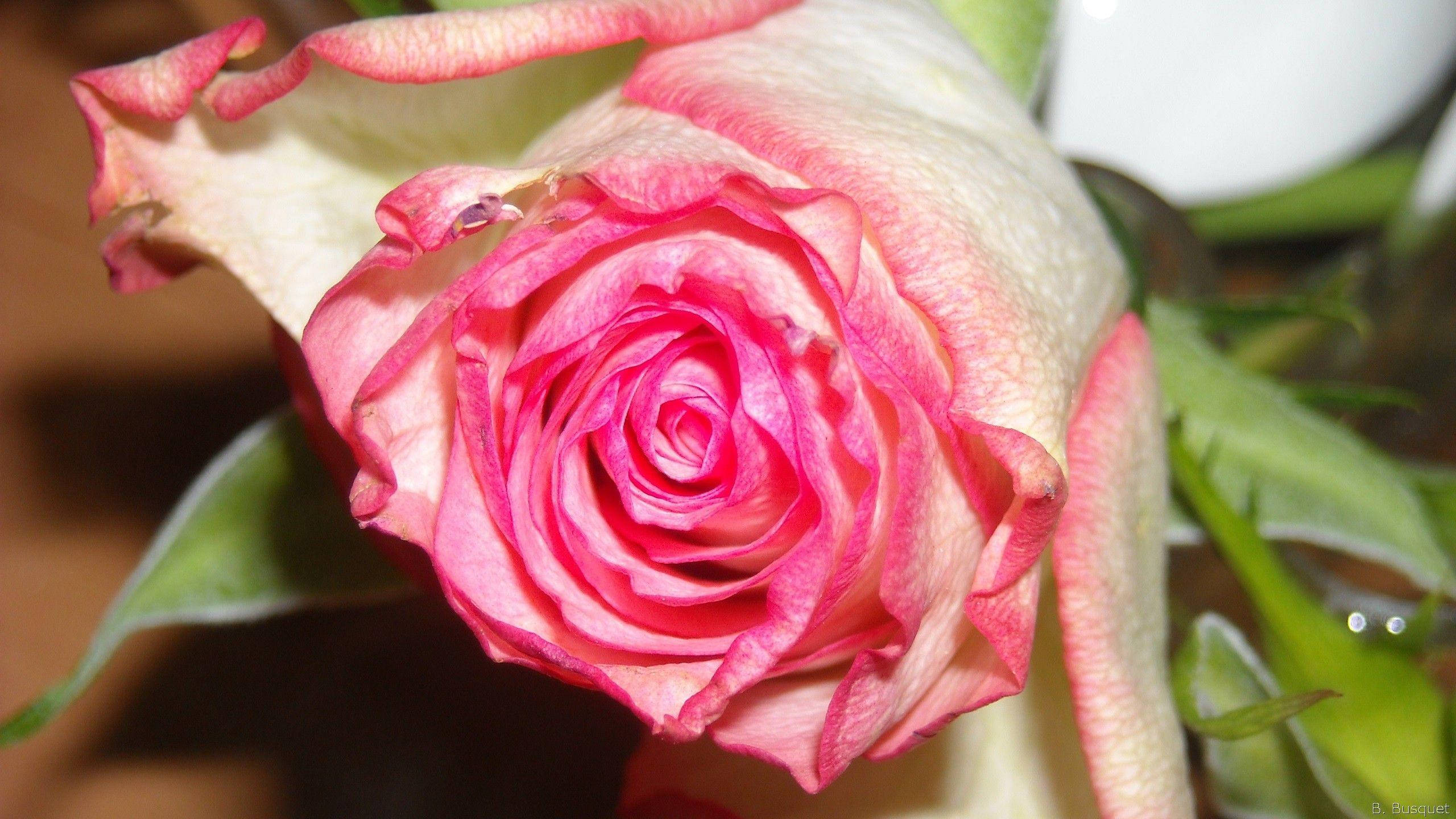beautiful rose HD 桌布 壁紙 — 一朵嬌嫩粉紅玫瑰的特寫，花瓣褪色，綠葉柔焦。