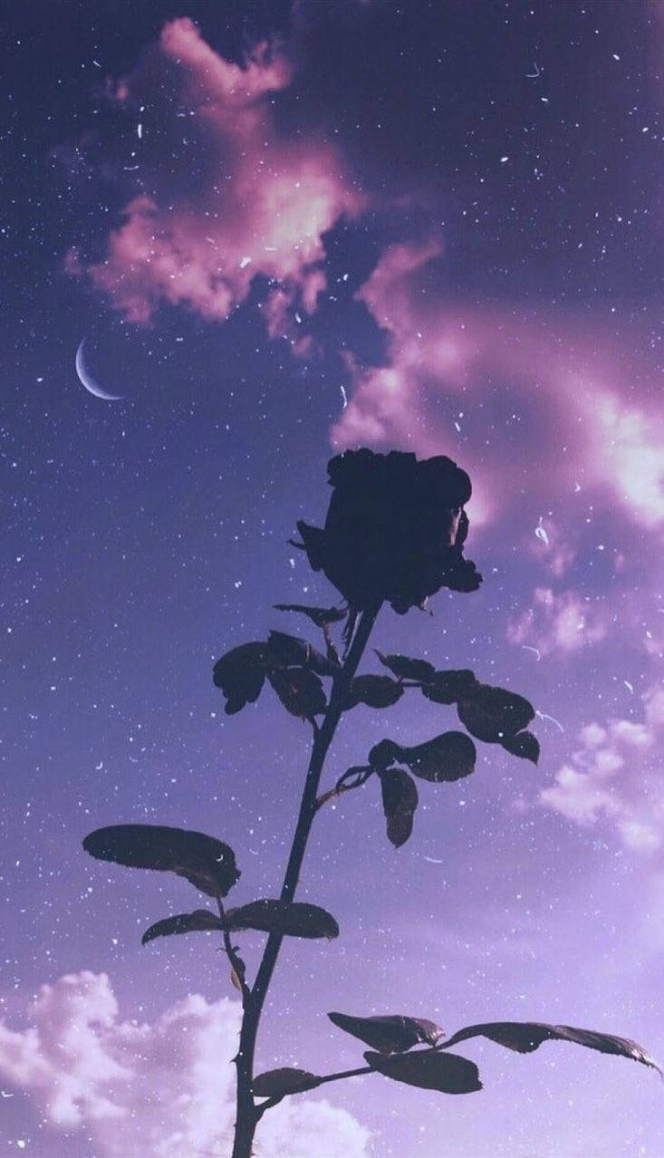 紫色玫瑰 桌布 壁紙 — 一朵孤獨的玫瑰剪影在夢幻般的紫色星空下高高聳立，伴隨著一彎新月和柔軟的雲朵。