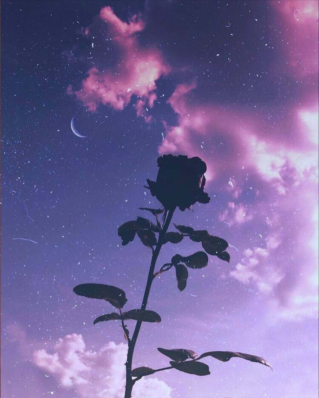 Aesthetic Purple Flower 桌布 壁紙 — 一朵孤獨的玫瑰剪影矗立在充滿星星和新月的夢幻暮色天空中。
