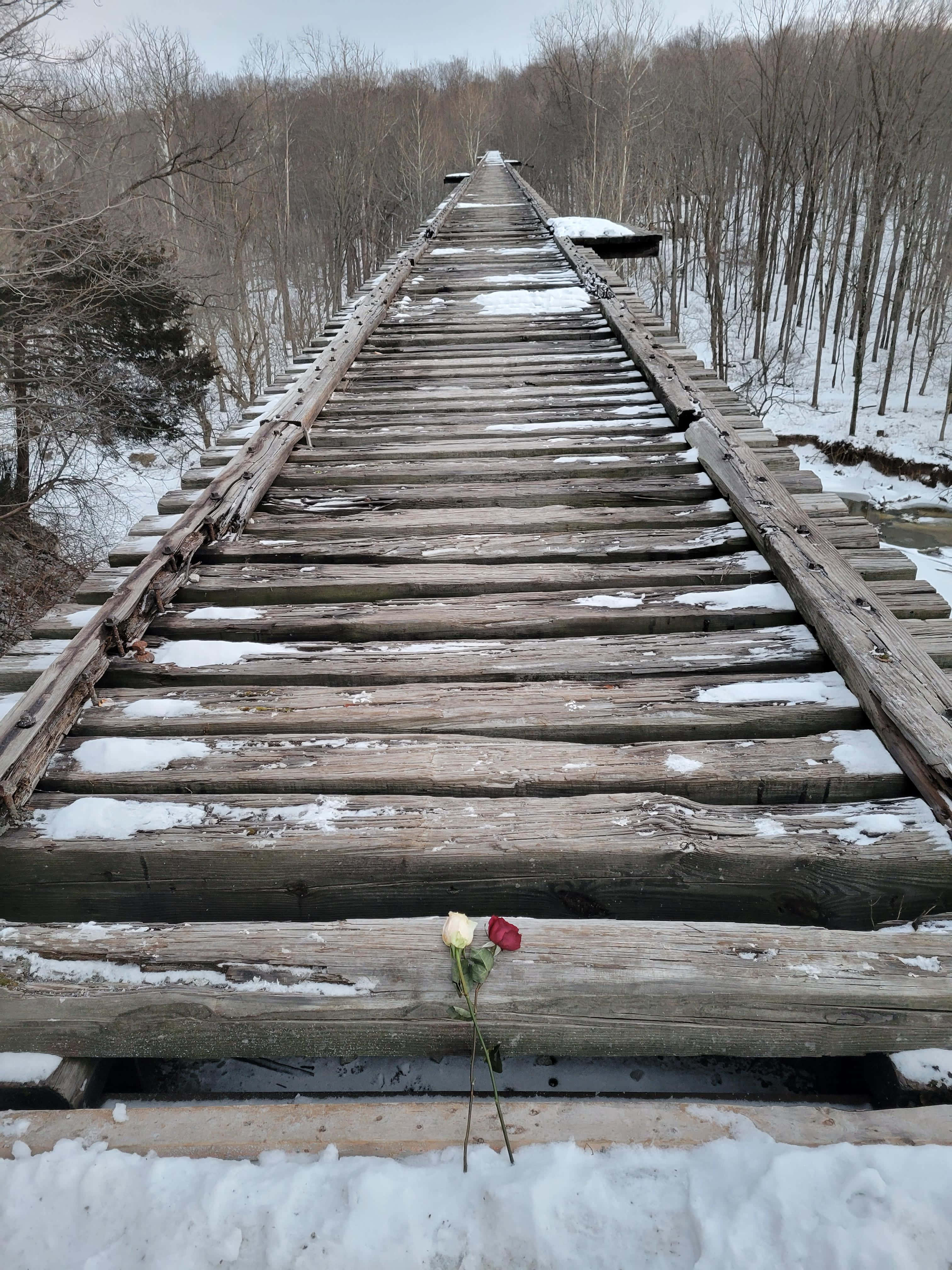 Roses 桌布 壁紙 — 一朵孤獨的紅白玫瑰躺在灑滿雪花的木製鐵路枕木上，枕木延伸入一片光禿的冬季森林。