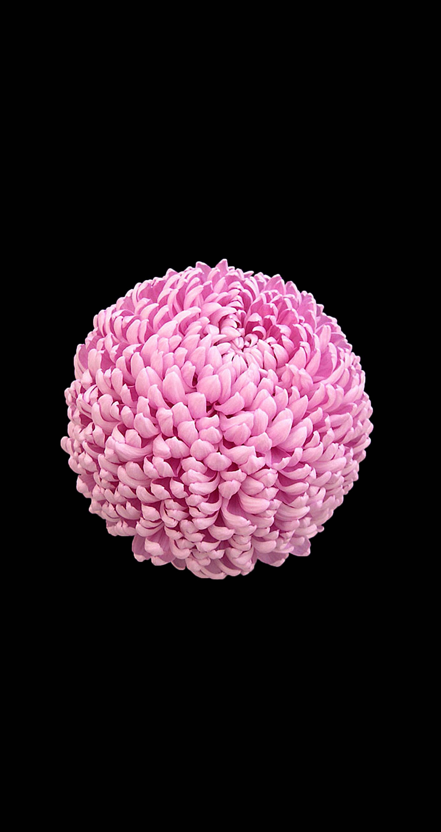 花朵蘋果 桌布 壁紙 — 一朵完美球形的粉紅色菊花，帶有密集層層疊疊的花瓣，在純黑色背景下脫穎而出。
