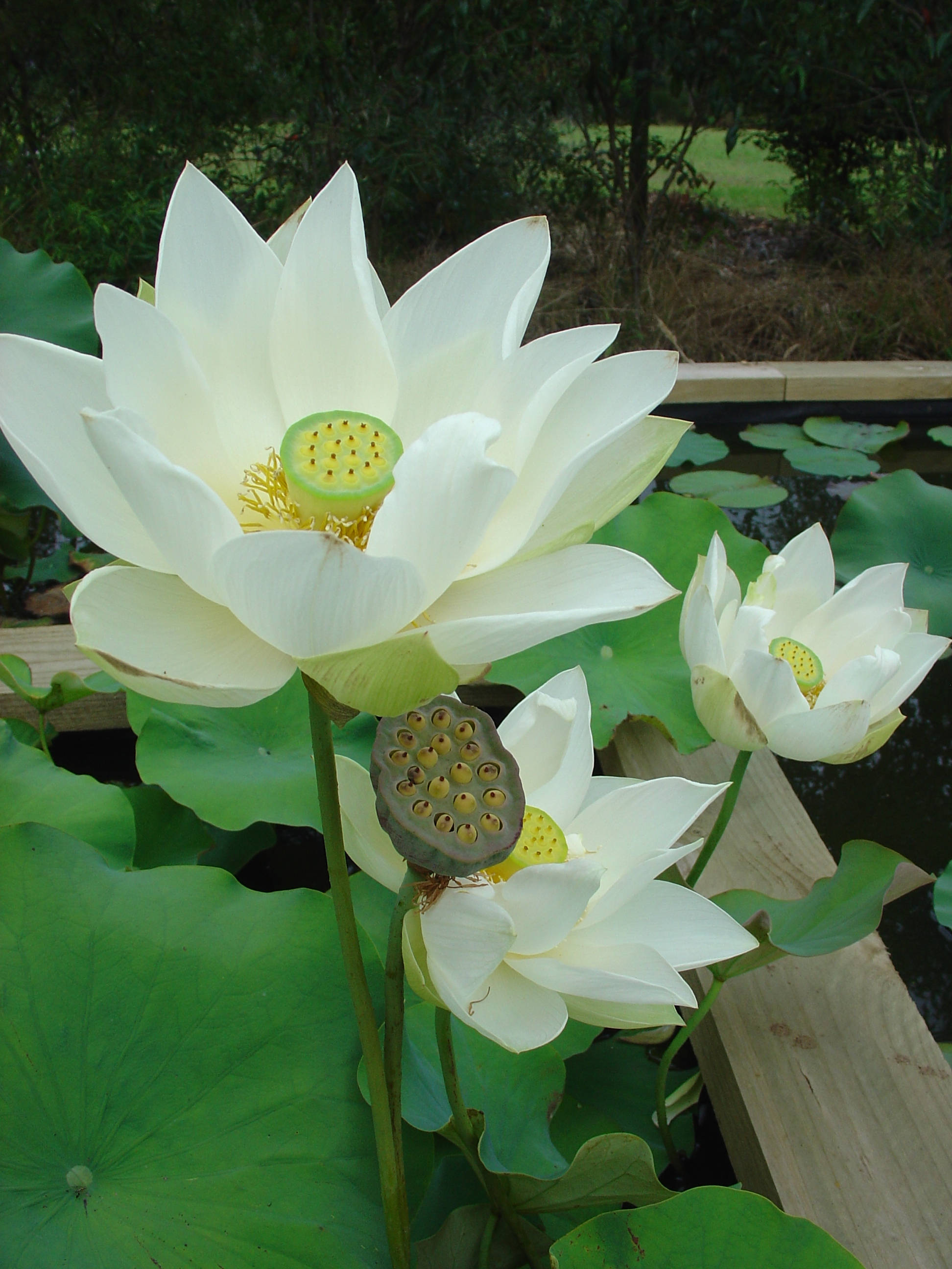 lotus 桌布 壁紙 — 一朵寧靜的白蓮在寧靜的池塘中，在茂密的綠色睡蓮葉間優雅地綻放。