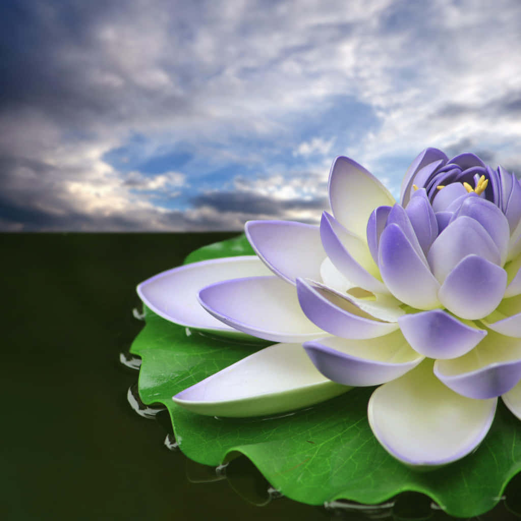 lotus 桌布 壁紙 — 一朵寧靜的紫白色睡蓮在綠色荷葉上盛開，天空多雲。