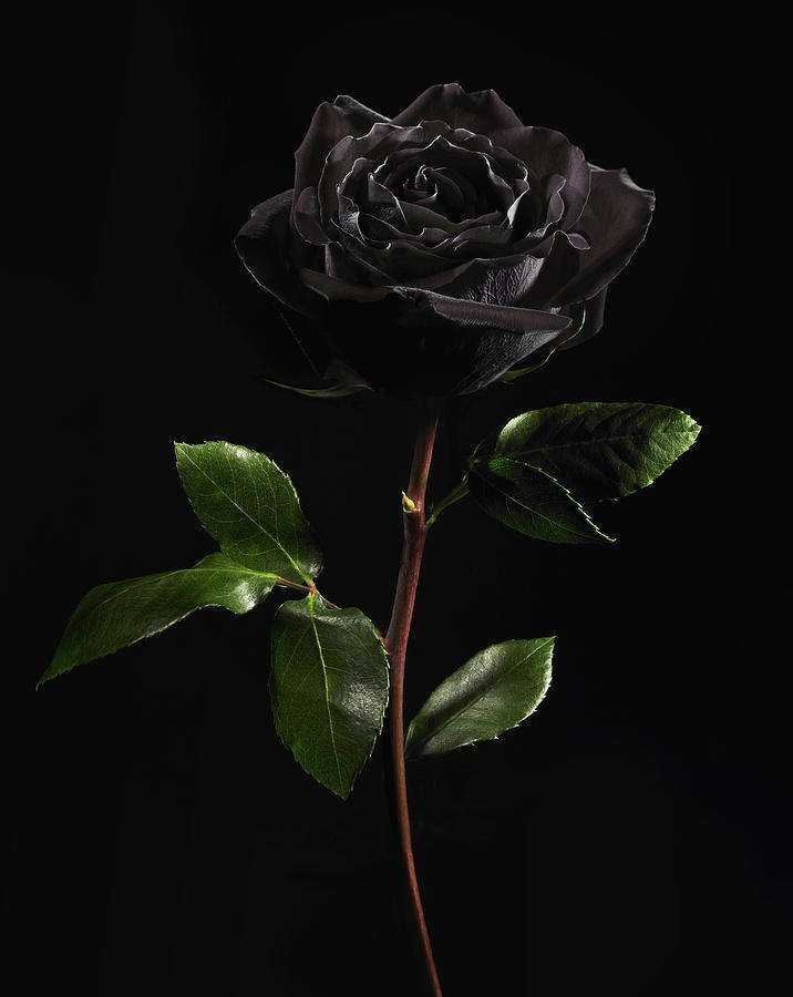 Rose Flower 桌布 壁紙 — 一朵帶有光澤綠色葉子的單支黑玫瑰，優雅地立在純黑色背景上。