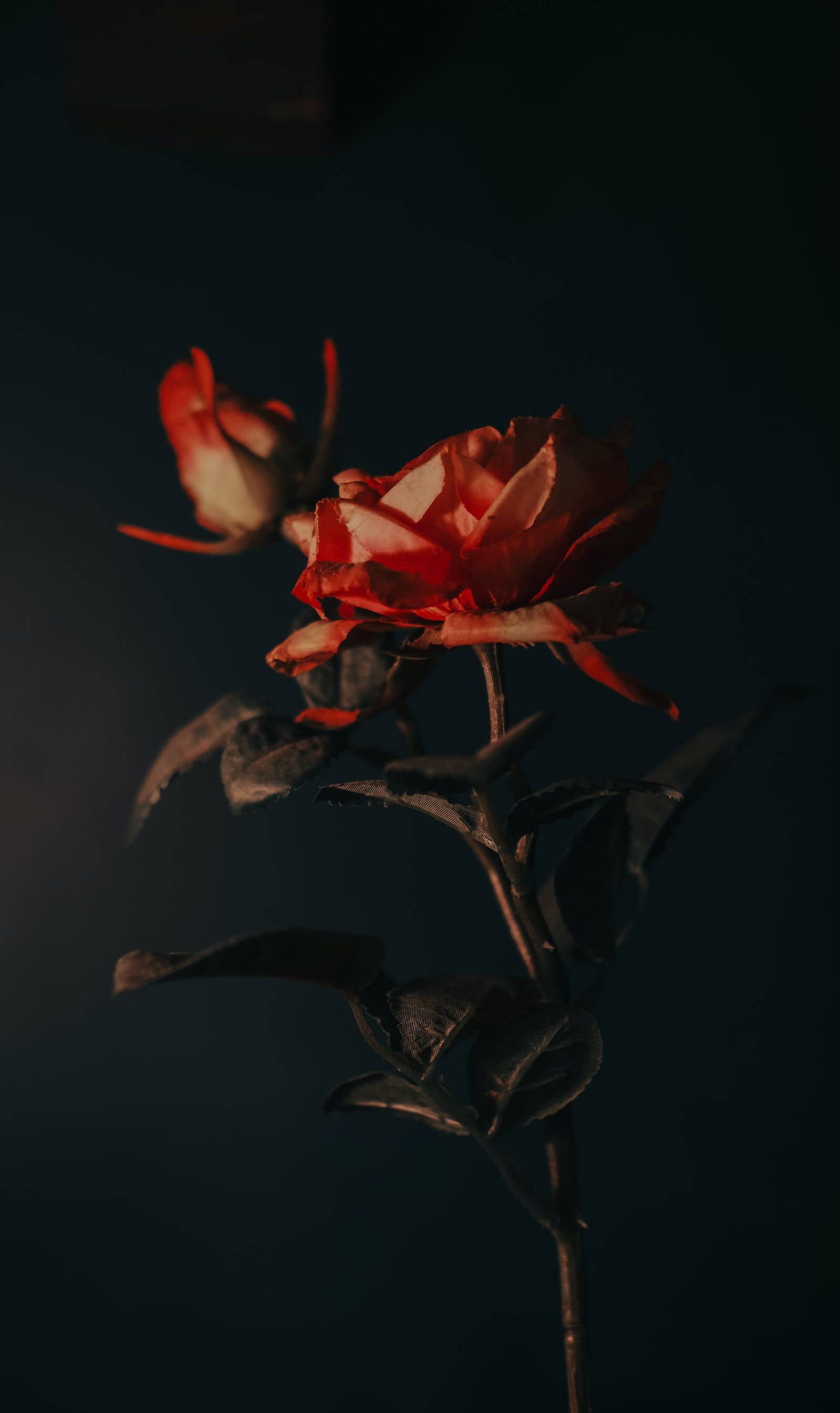 Rose iPhone 桌布 壁紙 — 一朵帶有凋謝花瓣和深色葉子的紅玫瑰，在深邃陰暗的背景中脫穎而出。