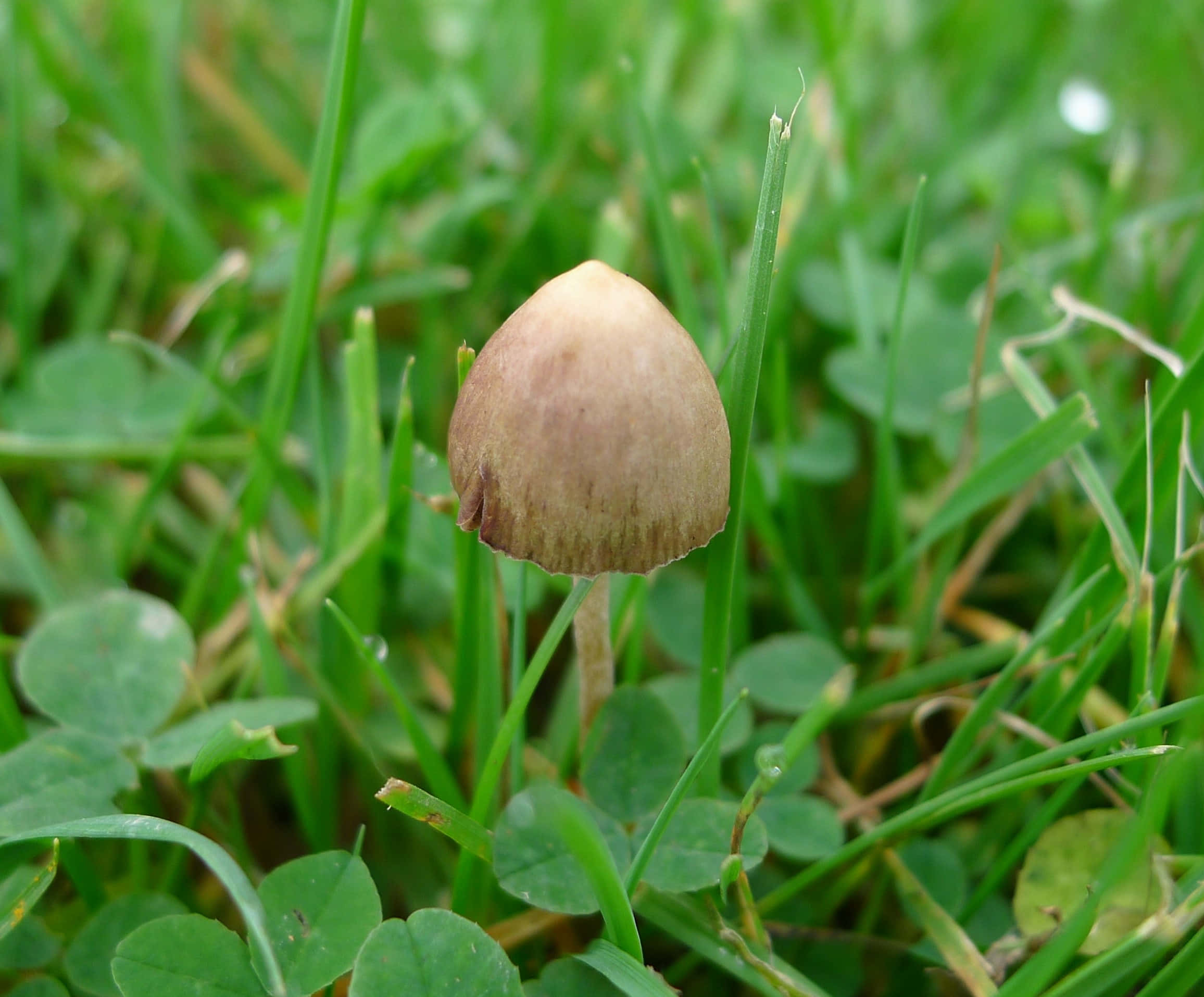 Magic Mushroom 桌布 壁紙 — 一朵帶有圓形菌蓋的小啡色蘑菇從充滿活力的綠草和三葉草中冒出。