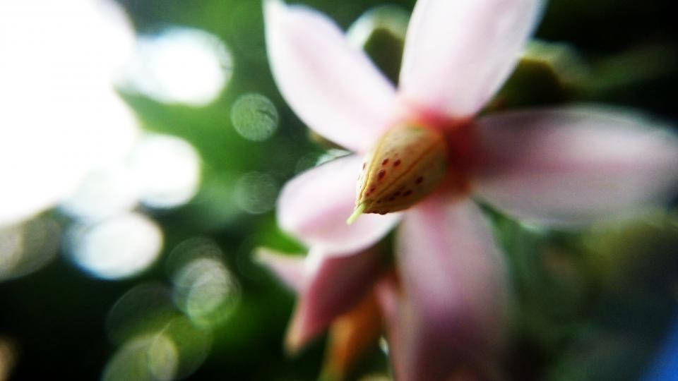 Nature Blur 桌布 壁紙 — 一朵帶有斑點中心的嬌嫩粉紅色花朵，在模糊的綠色和白色散景背景下柔和綻放。