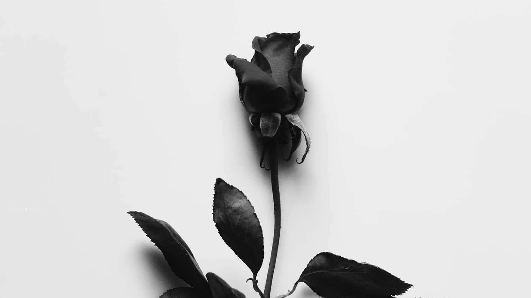 Aesthetic Black Rose 桌布 壁紙 — 一朵帶有枯萎花瓣和深色葉子的單一黑玫瑰，在純白背景上以單色呈現，顯得格外突出。