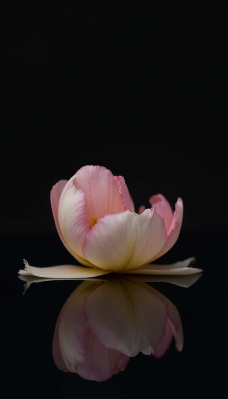 Flower 壁紙 — 一朵帶有柔和白色邊緣的精緻粉紅色鬱金香漂浮在光滑的黑色表面上，形成完美的鏡面倒影。