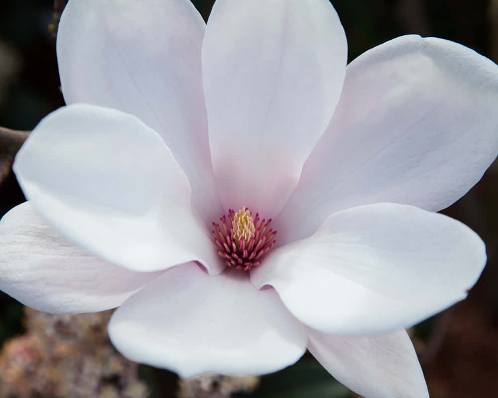 Magnolia 桌布 壁紙 — 一朵帶有柔和粉紅色調和鮮豔黃紫色中心的精緻白色木蘭花的特寫。