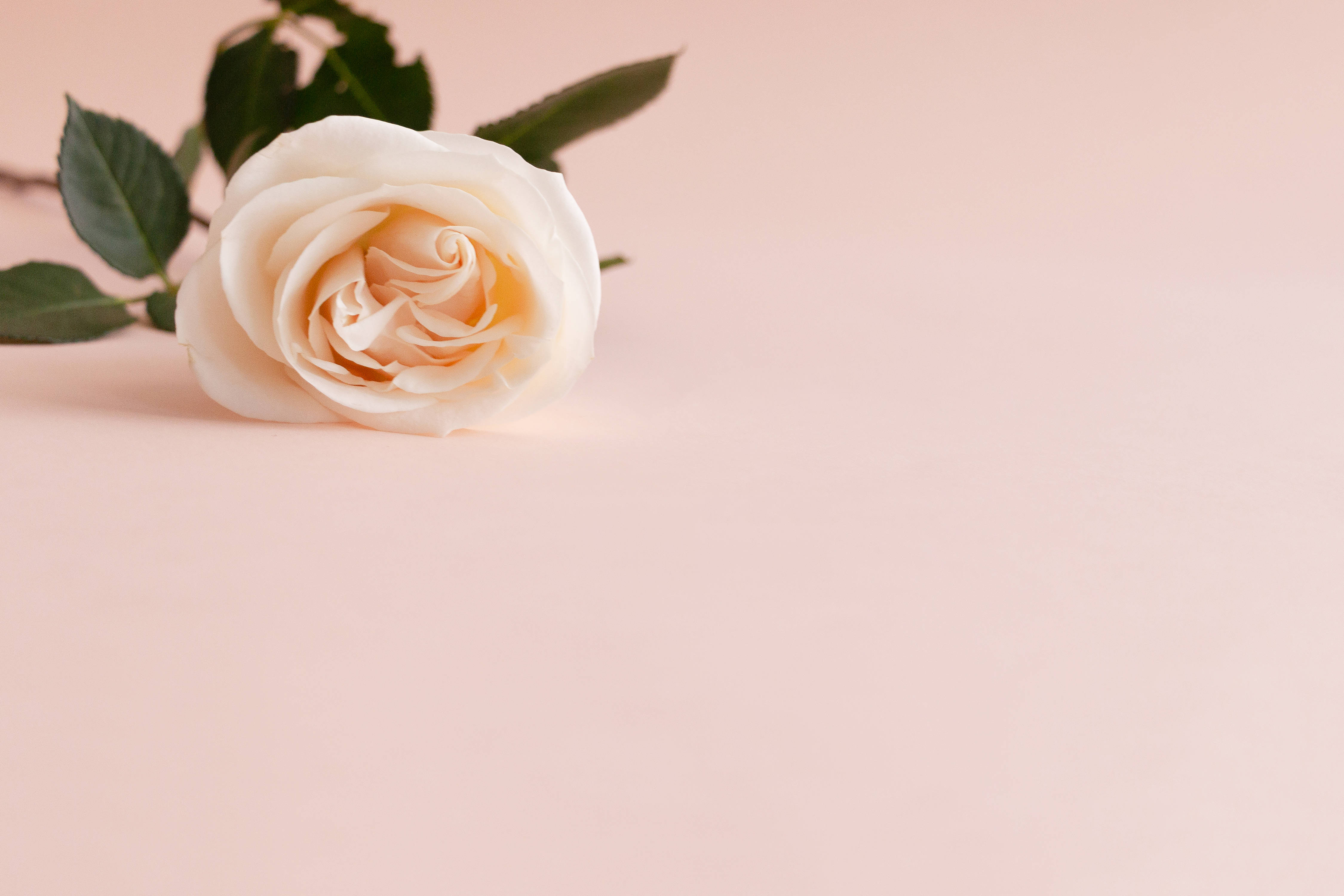 rose aesthetic phone 桌布 壁紙 — 一朵帶有柔和蜜桃色調的精緻白玫瑰，放在柔和的粉紅色背景上，伴隨著深綠色的葉子。