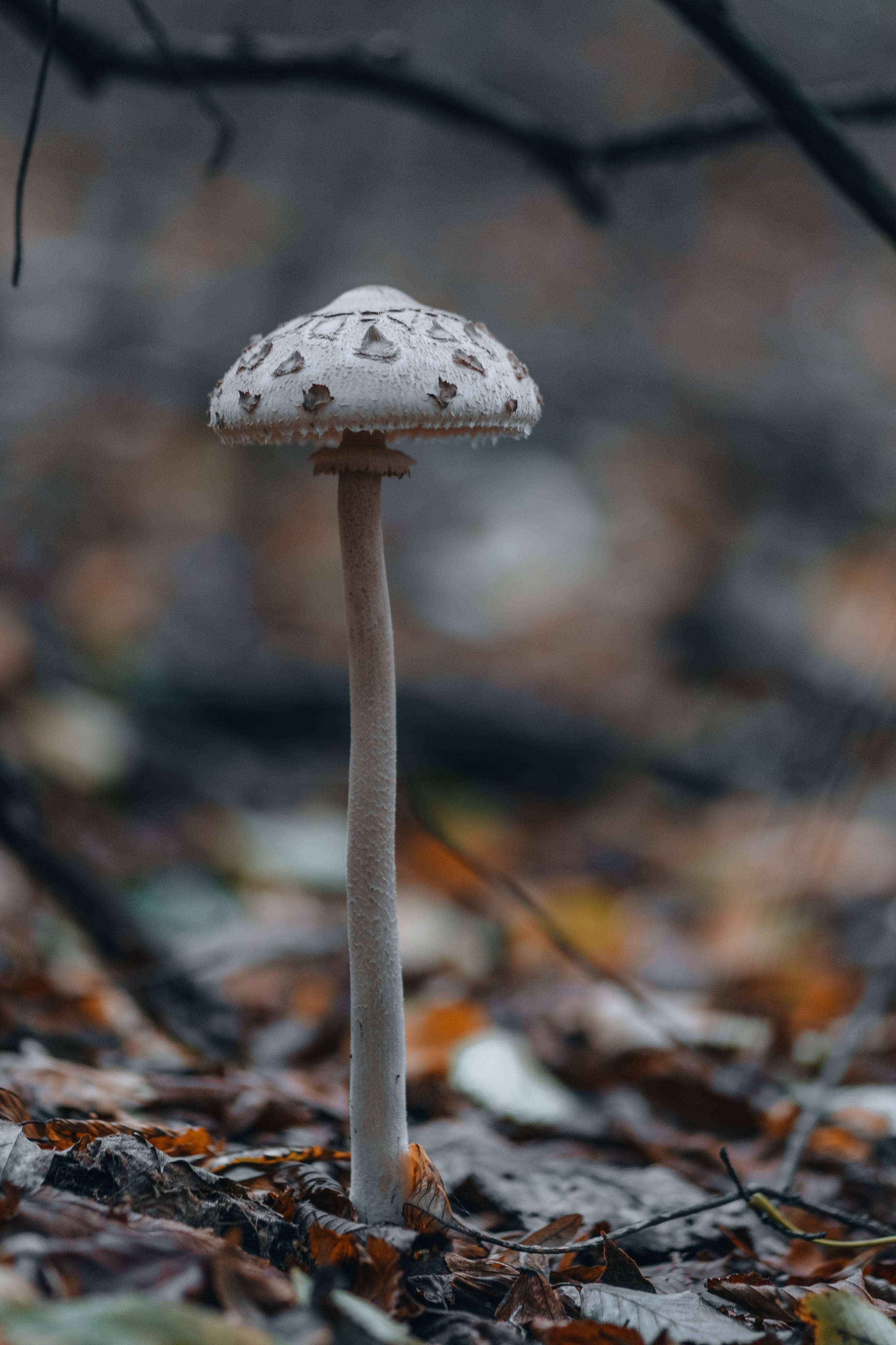 mario mushroom 桌布 壁紙 — 一朵帶有棕色斑點的白色蘑菇，在光禿禿的樹枝下，高高聳立在落葉之中。