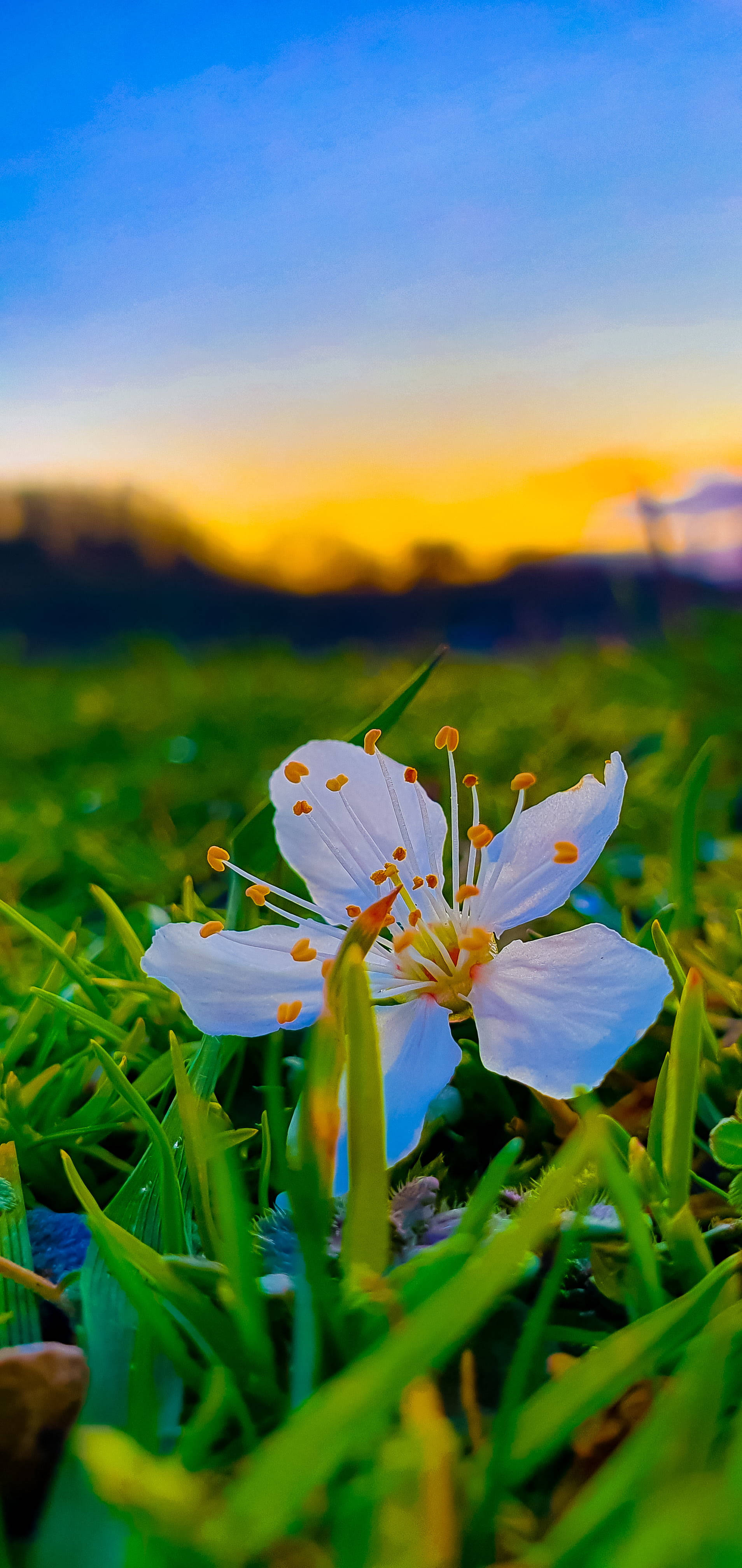 flower android 桌布 壁紙 — 一朵帶有橙色雄蕊的嬌嫩白花，在金色夕陽天空的映襯下，在充滿活力的綠草中盛開。