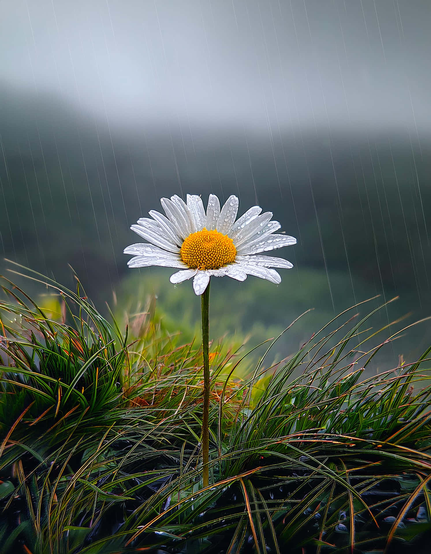 The Elegance of Daisy in the Rain 壁紙 — 一朵帶有水珠的雛菊在雨中頑強綻放，背景是迷濛的綠色。