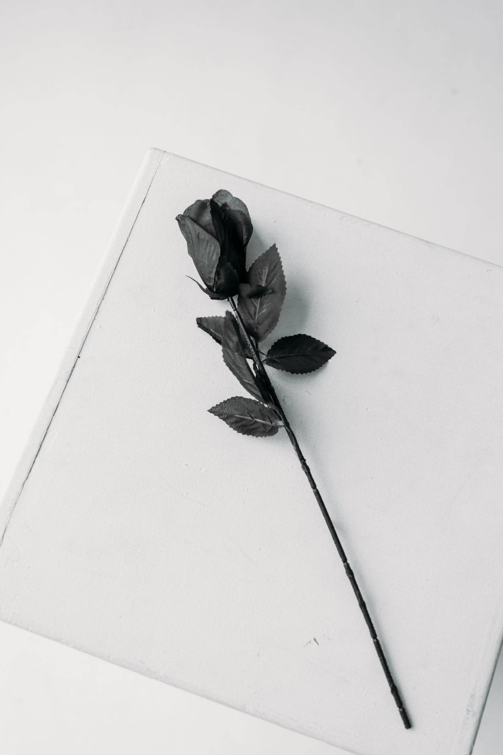 black aesthetic rose 桌布 壁紙 — 一朵帶有深色葉子的黑玫瑰斜放在純白表面上，構成極簡的單色構圖。