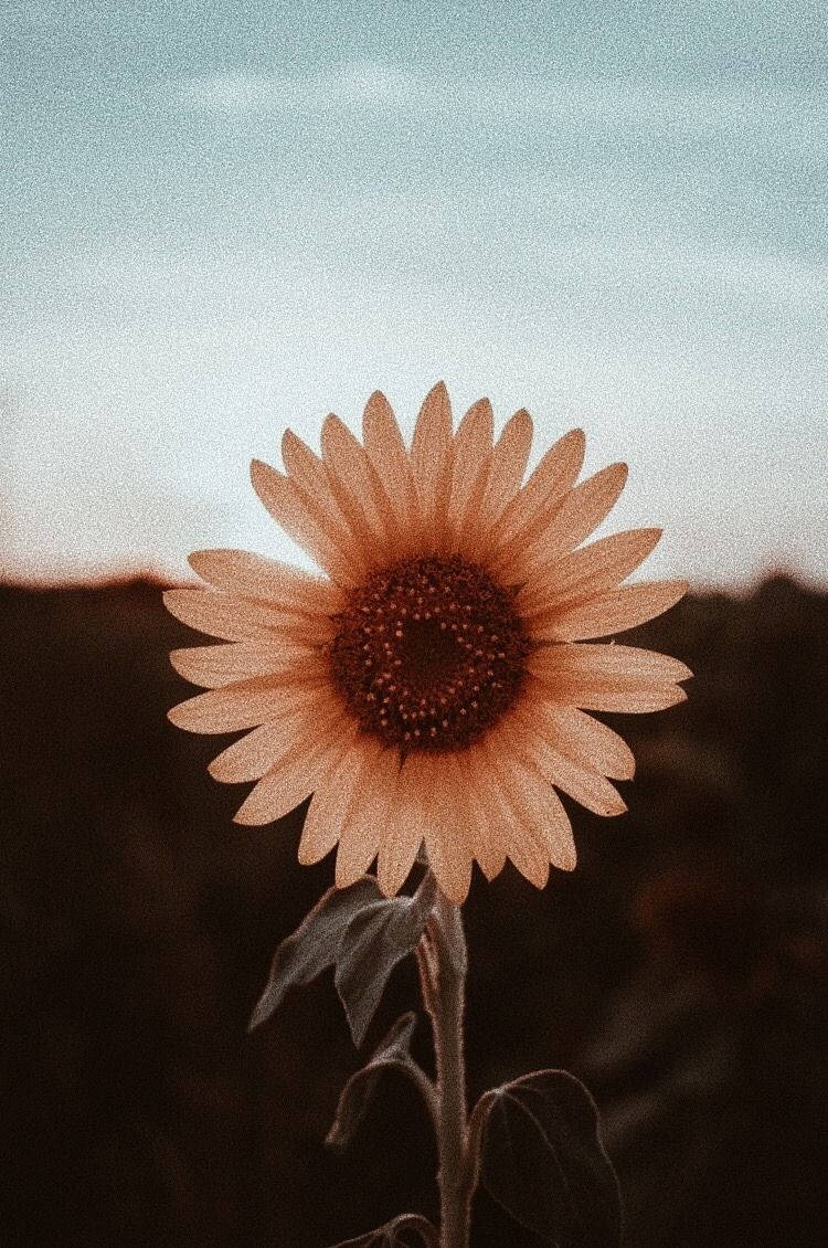 vsco 桌布 壁紙 — 一朵帶有溫暖花瓣的向日葵，在柔和暮色天空下高高聳立，色調柔和。