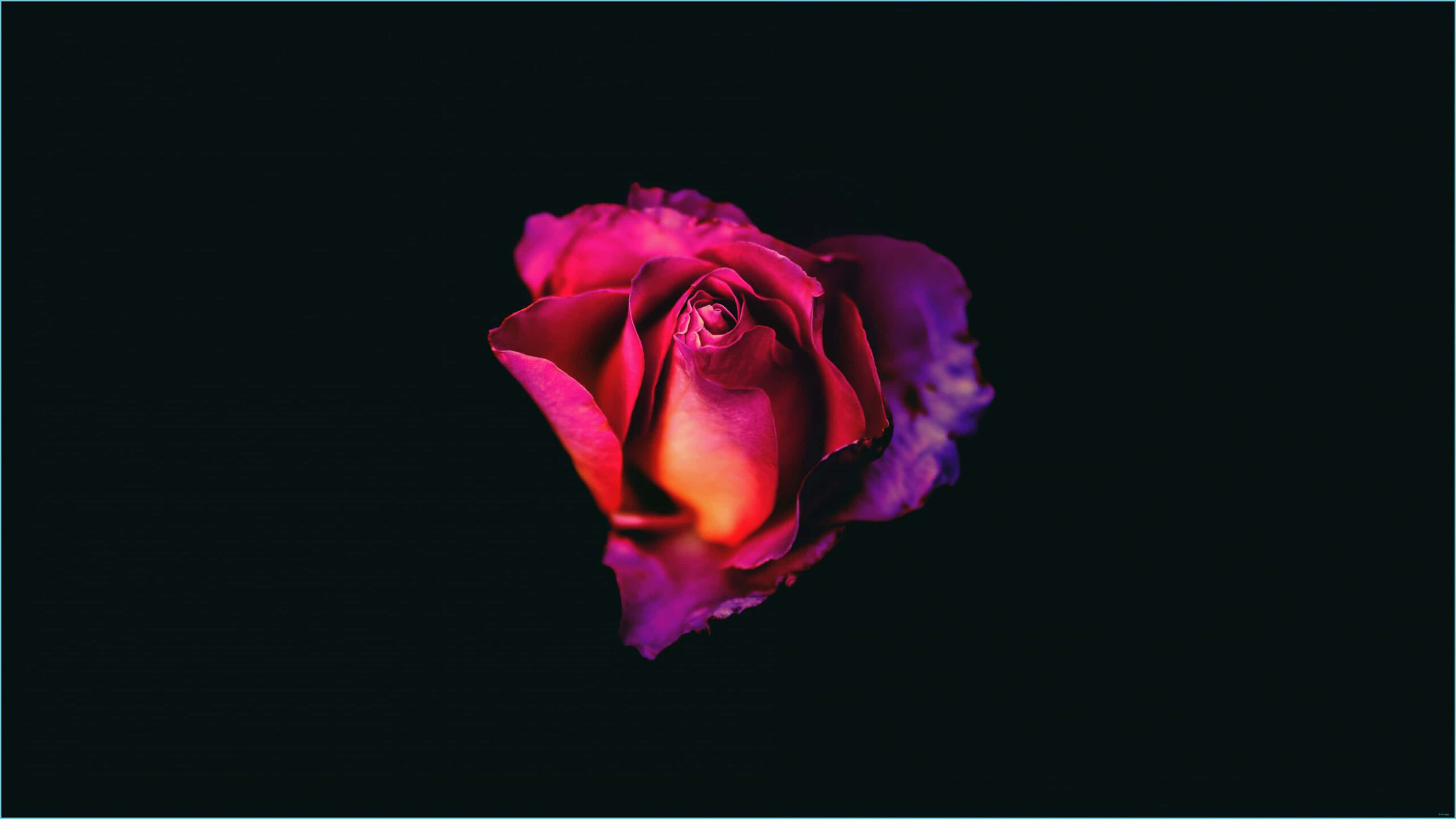 4K Oled 桌布 壁紙 — 一朵帶有發光粉紅色和橙色花瓣的單支玫瑰在深黑色背景上漂浮。