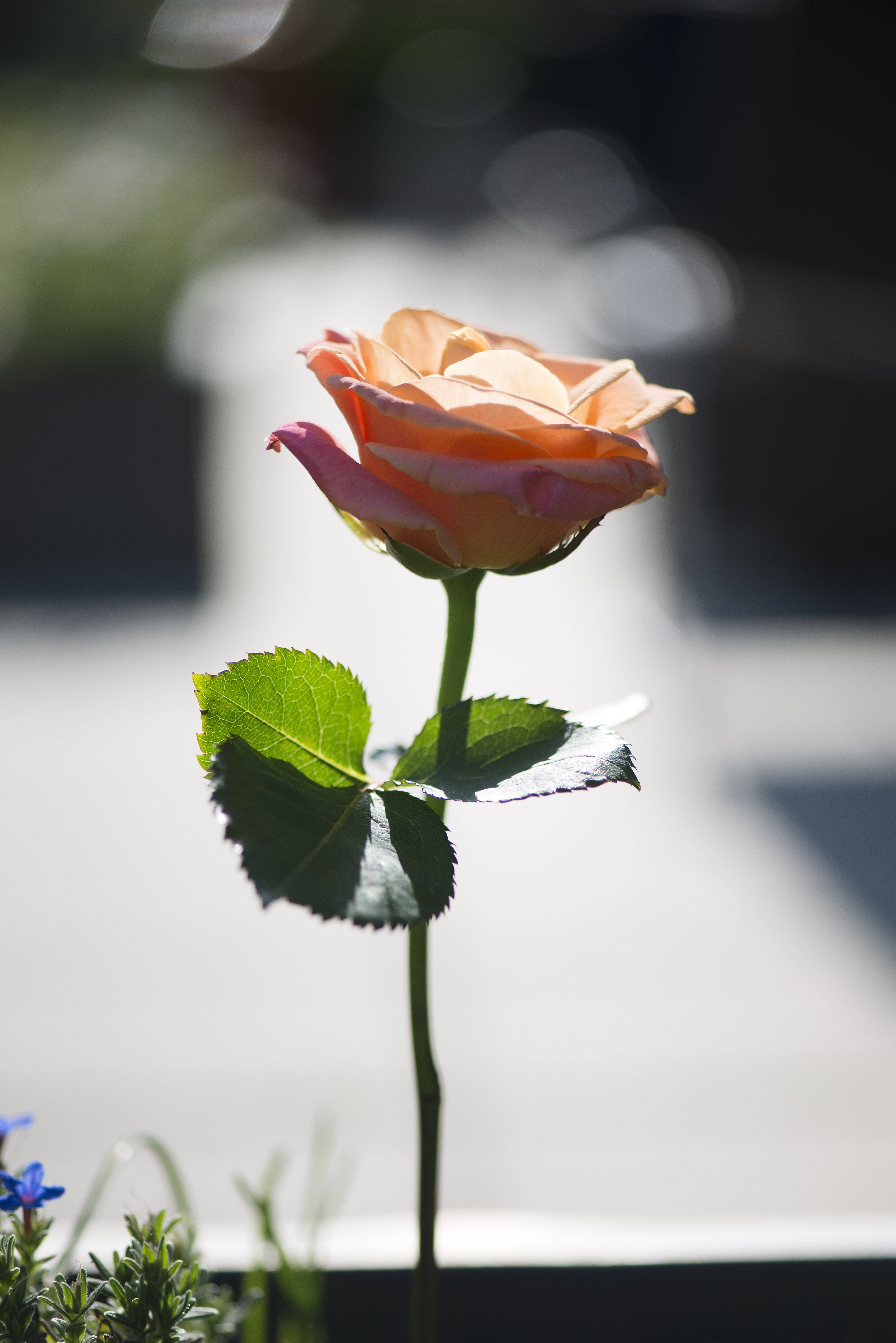 Roses 桌布 壁紙 — 一朵帶有粉紅色尖端的蜜桃色玫瑰，在柔和模糊的光影背景中高高聳立。