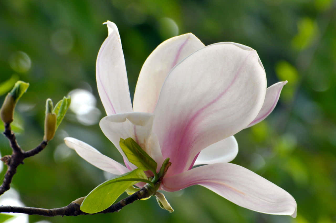 Magnolia 桌布 壁紙 — 一朵帶有粉紅色條紋的細膩白色木蘭花在樹枝上綻放，背景是柔和的綠色散景。