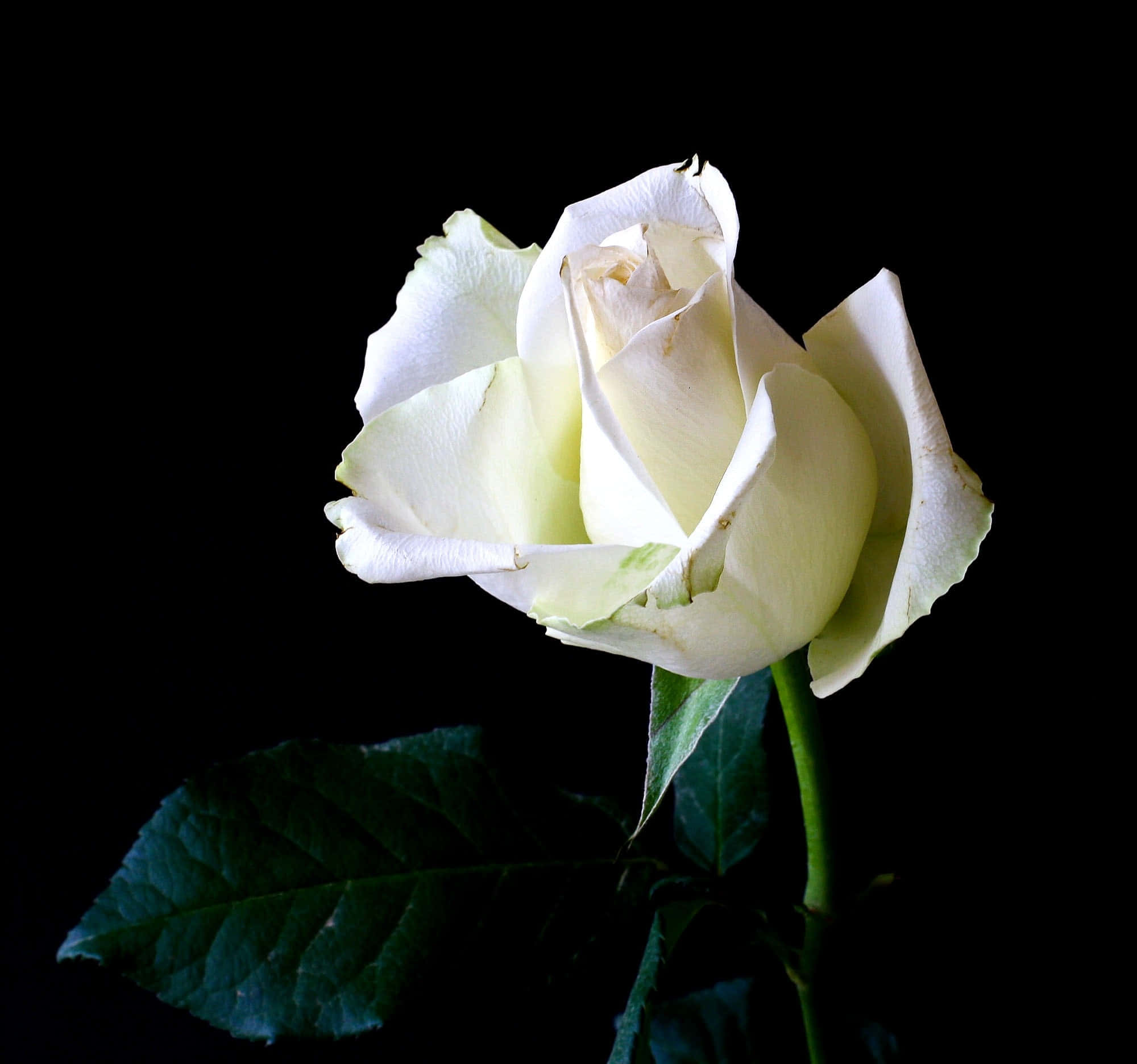 Roses 桌布 壁紙 — 一朵帶有精緻花瓣和綠葉的白玫瑰，在純黑背景下脫穎而出。
