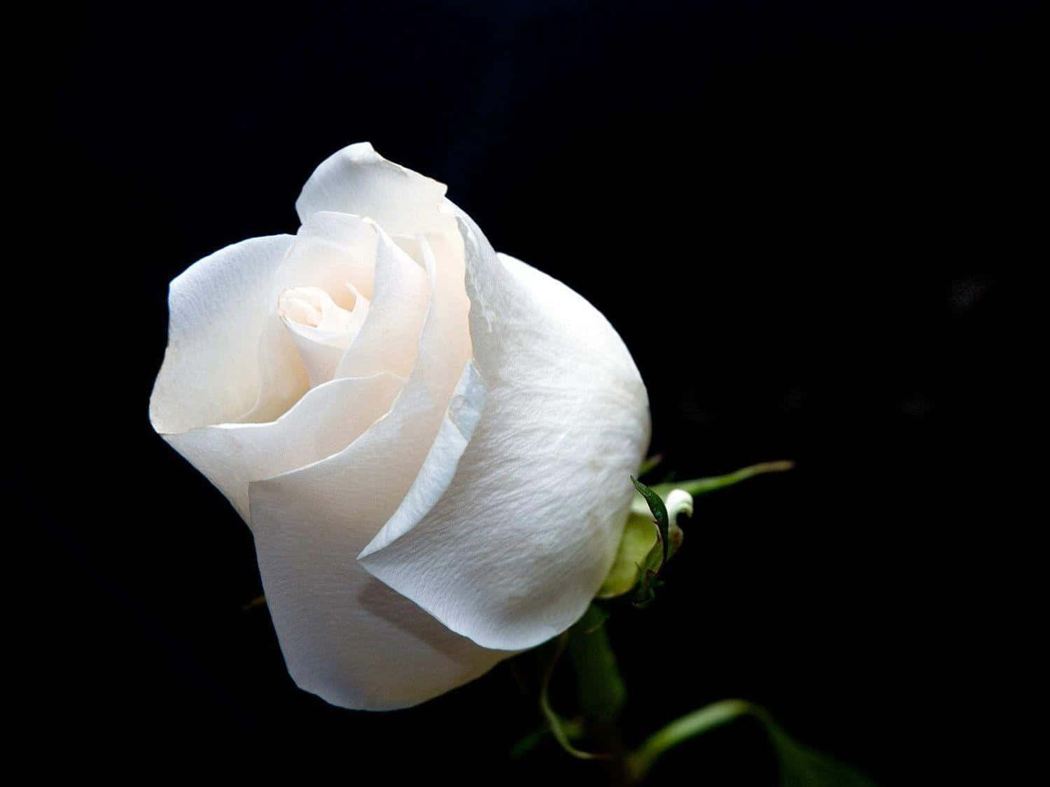 White Rose 桌布 壁紙 — 一朵帶有精緻花瓣的白玫瑰在深黑色背景上柔和地發光。