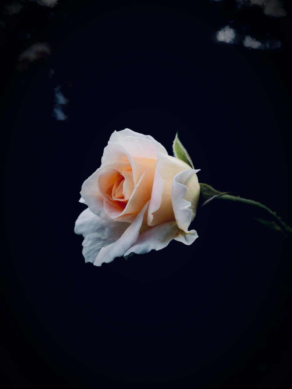 HD Roses 桌布 壁紙 — 一朵帶有精緻花瓣的蜜桃色玫瑰漂浮在深黑色背景上，從上方柔和照亮。
