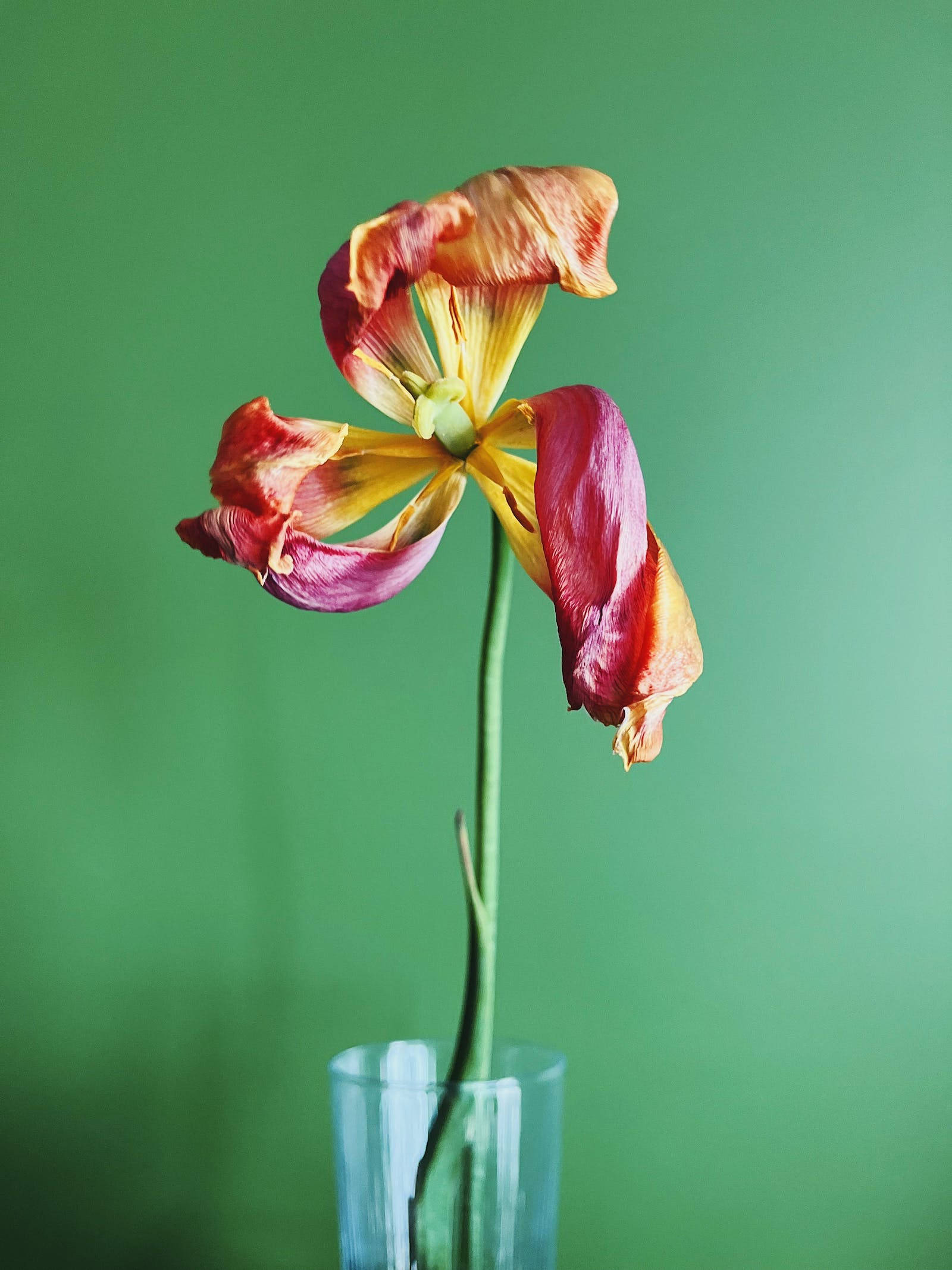 花朵 桌布 壁紙 — 一朵帶有紅色、黃色和橙色花瓣的凋謝鬱金香，在純綠色背景前優雅地垂在透明玻璃花瓶中。