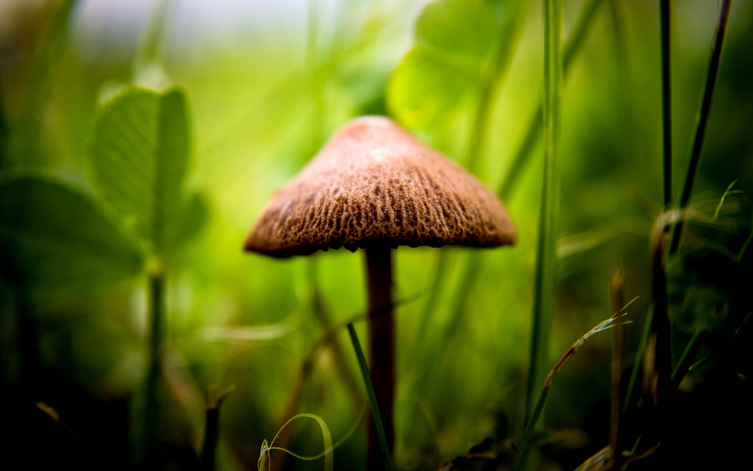 Cute Mushroom 桌布 壁紙 — 一朵帶有紋理菌蓋的棕色蘑菇，從鮮綠色的草地中冒出，景深較淺。