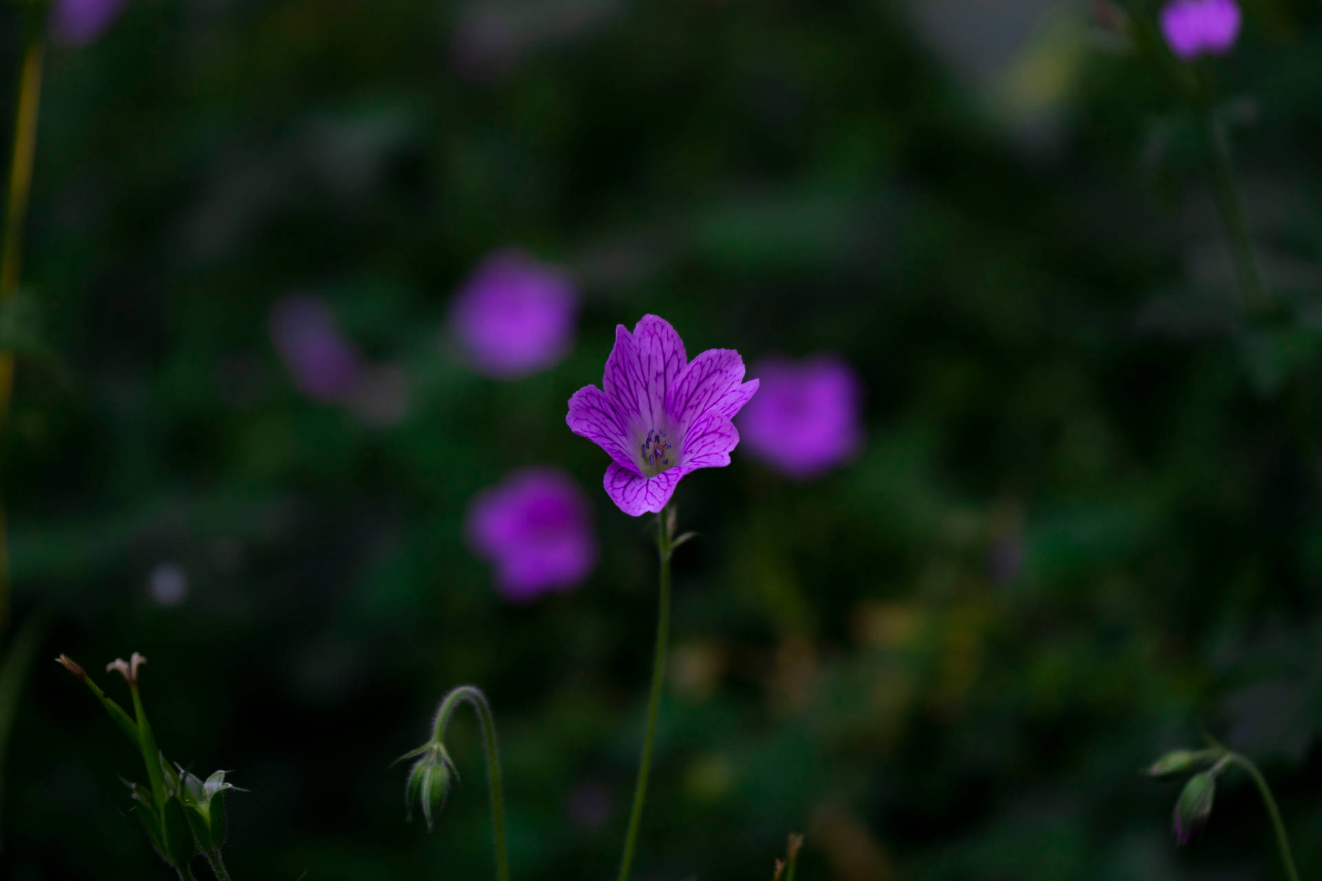 一朵紫色花朵，背景為深綠色，環境模糊。