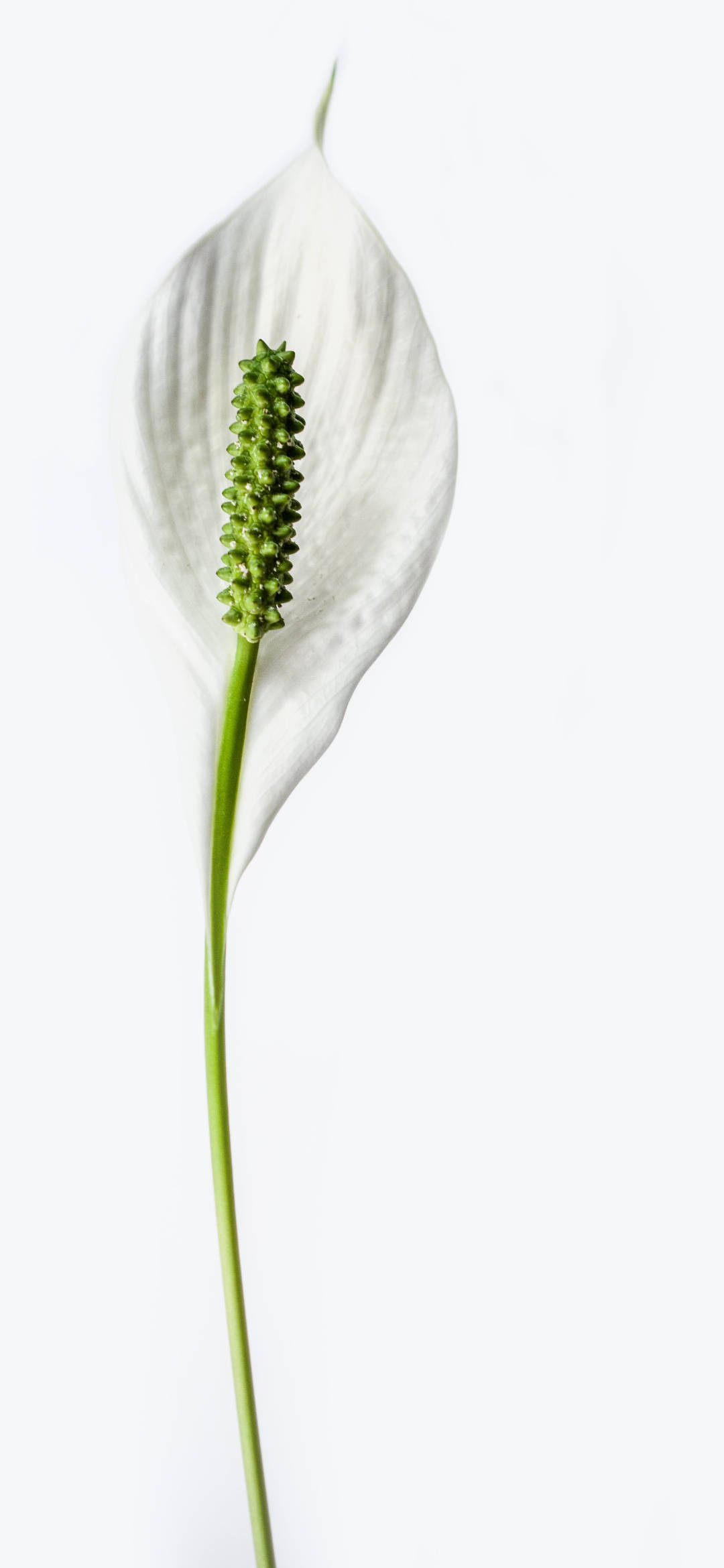 lily 桌布 壁紙 — 一朵帶有綠色肉穗花序的白色和平百合，在純白色背景上高高聳立。