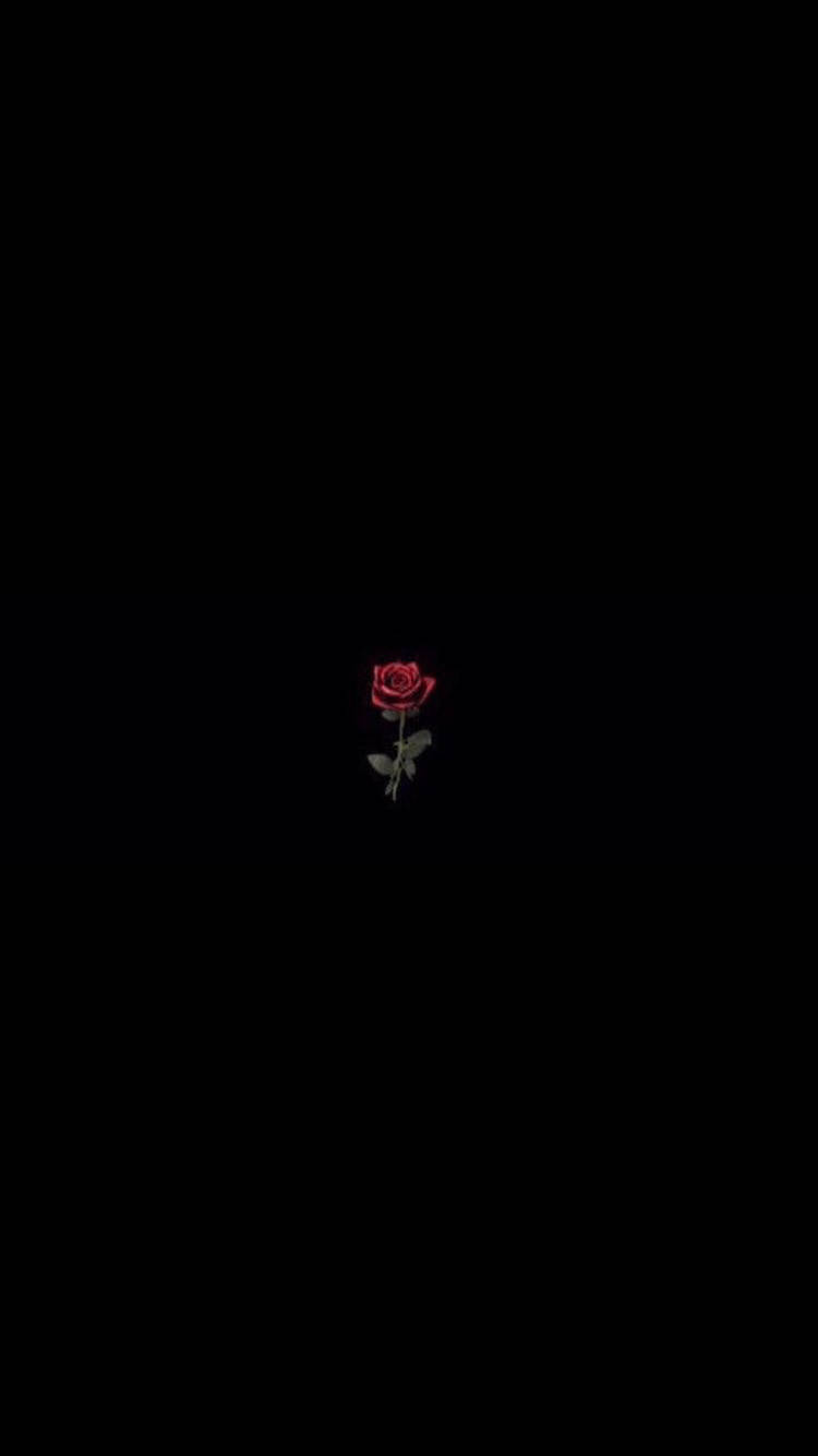 black aesthetic rose 桌布 壁紙 — 一朵帶有綠色莖和葉子的紅玫瑰獨自站在純黑色背景前。