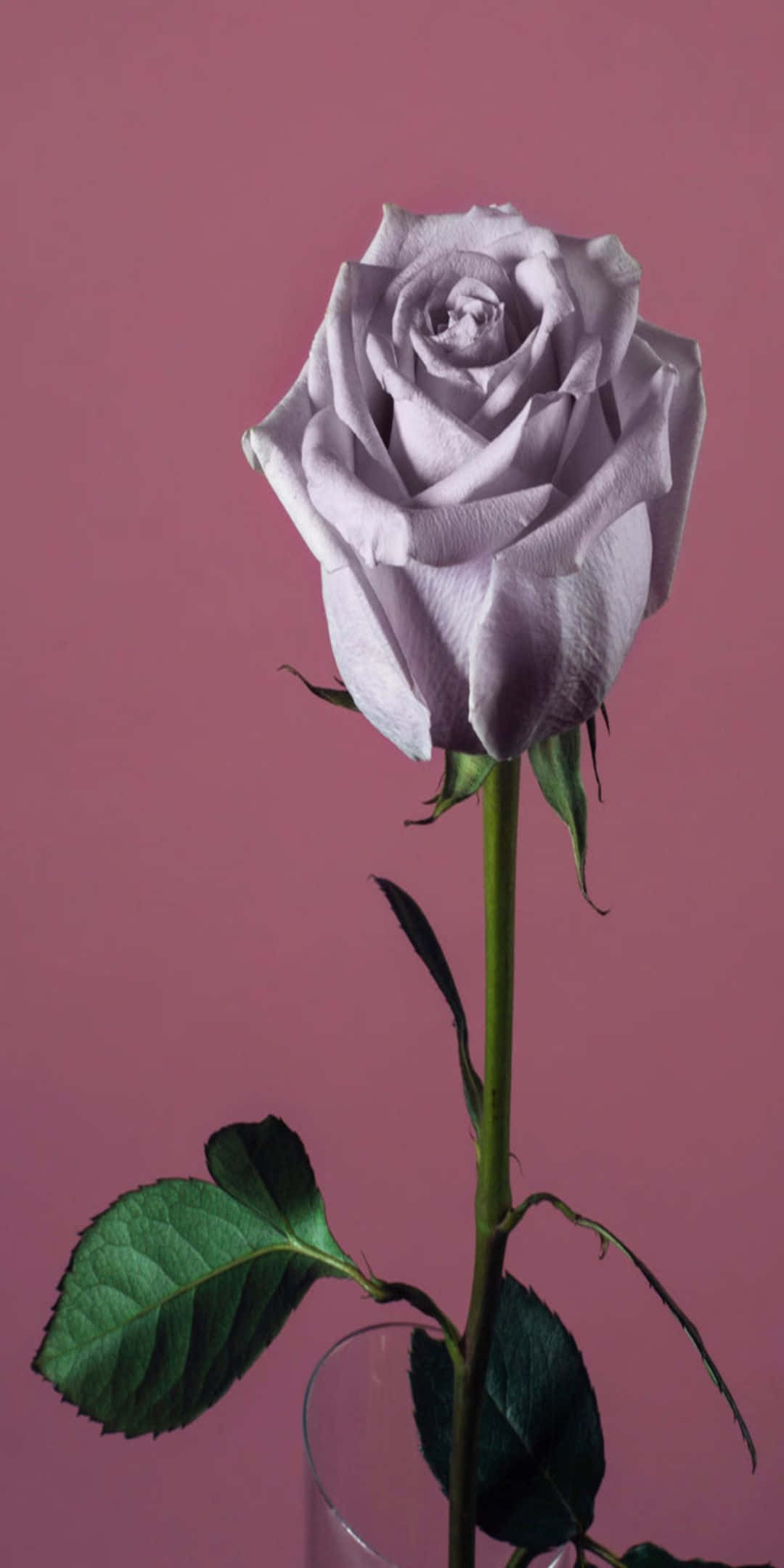 Pixel 3 Roses 桌布 壁紙 — 一朵帶有綠色莖葉的薰衣草玫瑰，優雅地立在透明玻璃花瓶中，背景是柔和的粉紅色。
