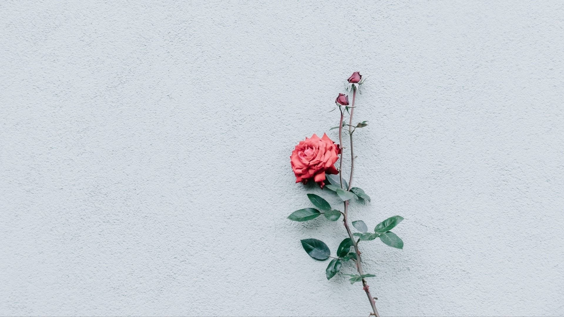 Pink Rose 桌布 壁紙 — 一朵帶有綠葉和花蕾的紅玫瑰靠在一面有紋理的淺灰色牆上。