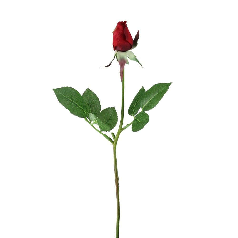 Single Rose 桌布 壁紙 — 一朵帶有綠葉和莖的單一紅玫瑰花蕾，孤立地立在純白色背景上。