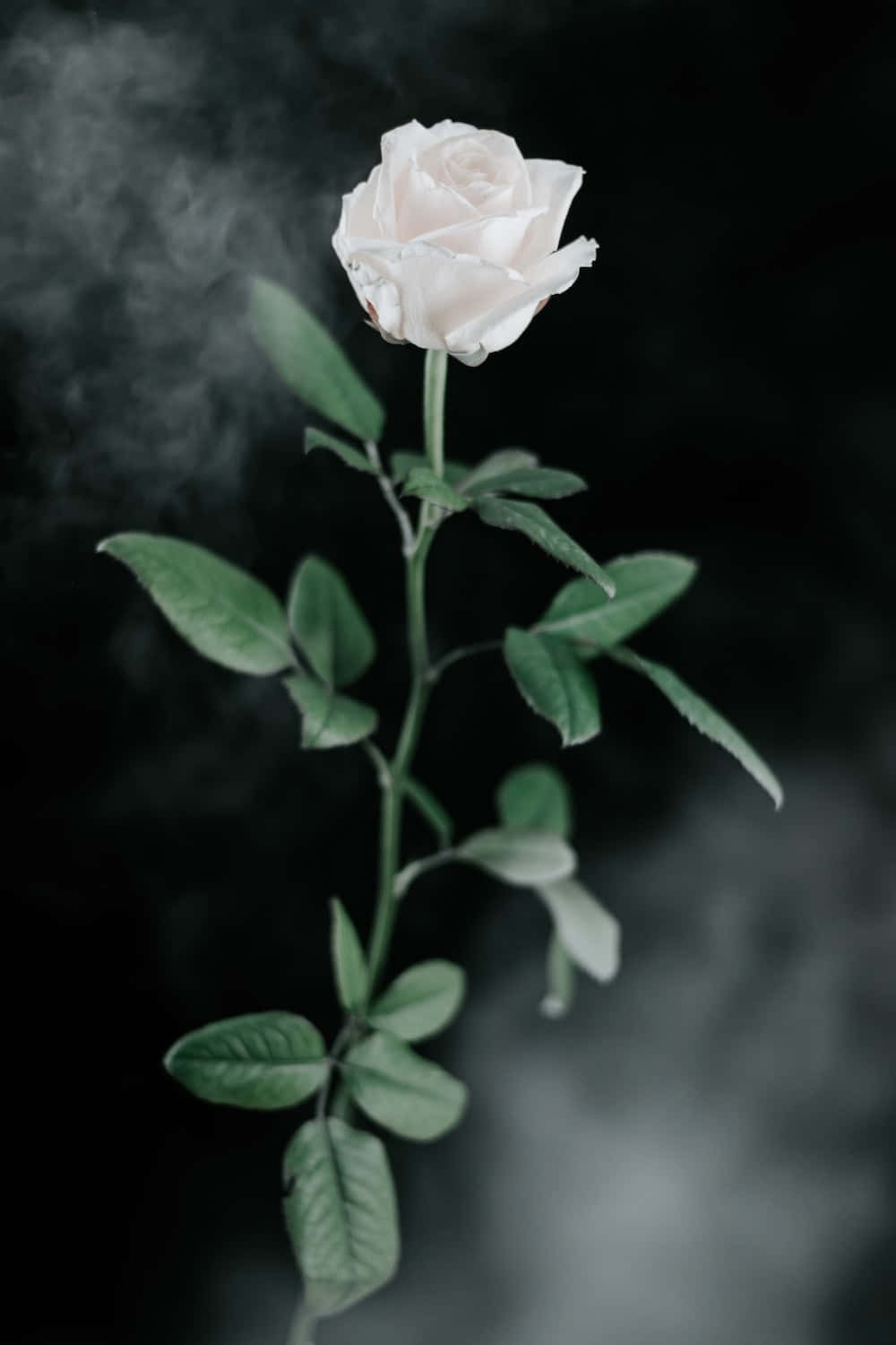 花 桌布 壁紙 — 一朵帶有綠葉的白玫瑰在黑暗背景的迷霧中升起。