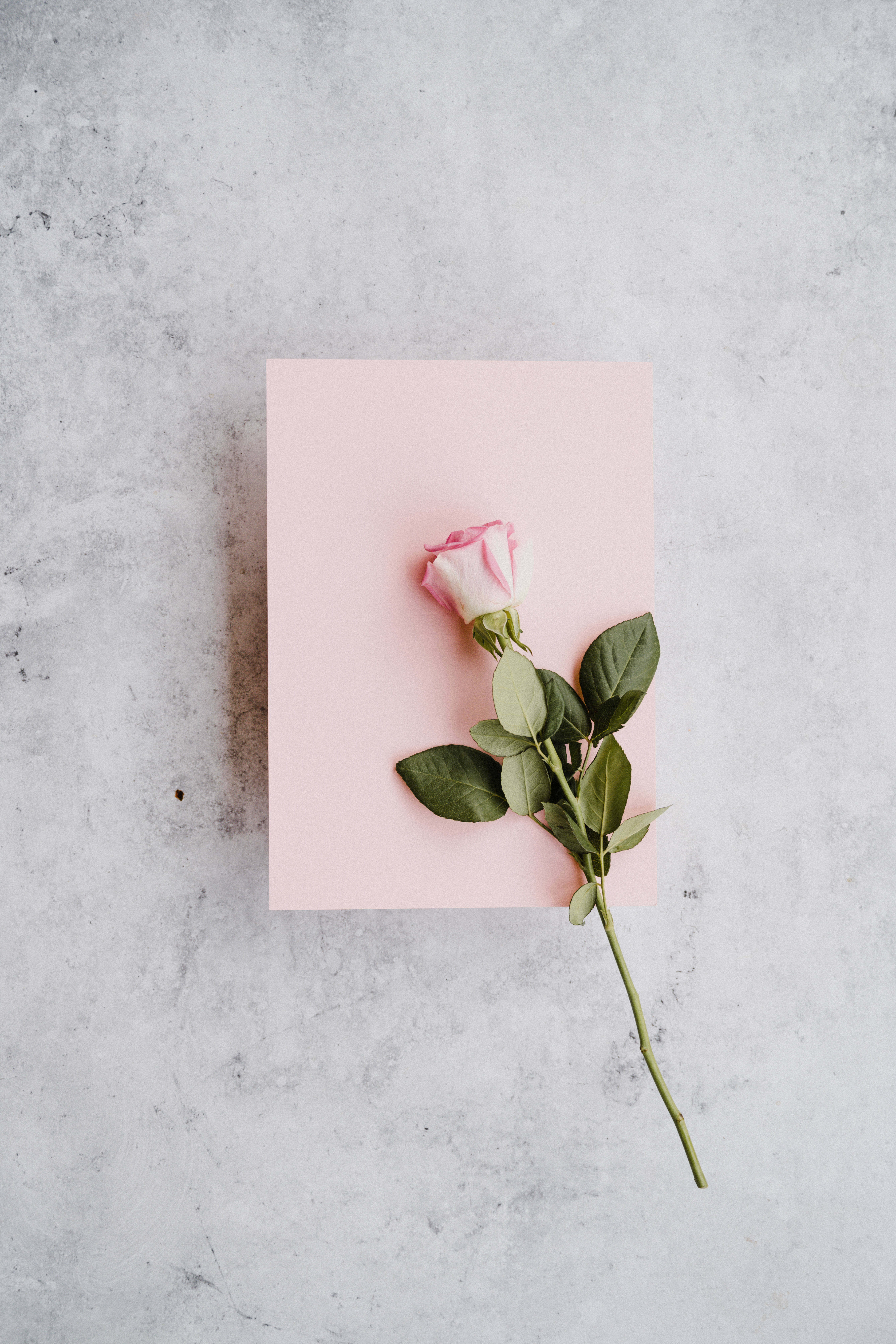 Romantic Rose 桌布 壁紙 — 一朵帶有綠葉的粉紅玫瑰放在一張淺粉紅色卡片上，卡片置於有紋理的灰色表面上。